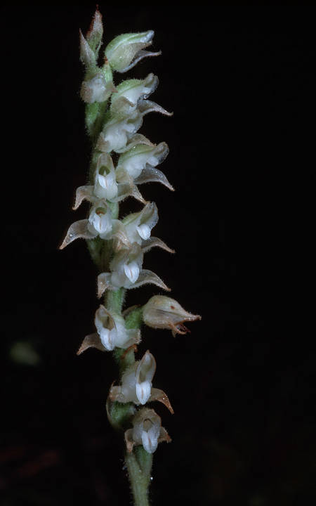 Despite its name, rattlesnake plantain is actually an orchid. It has nothing to do with snakes or plantains.(Courtesy Photo / Bob Armstrong)