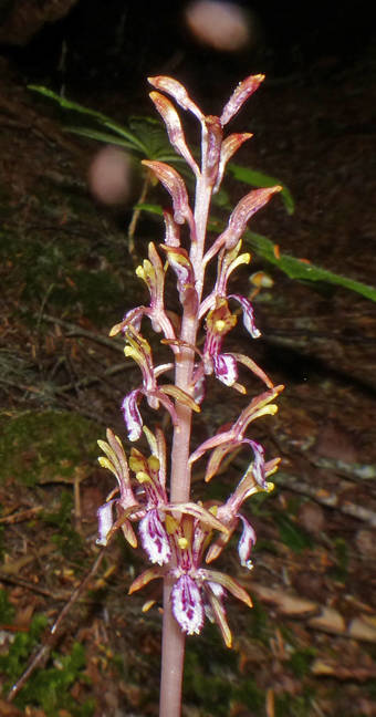 Western coralroot features spikes of pinkish flowers on pink stems and usually appears in groups. There is no green pigment at all and no capacity for photosynthesis; these plants are indirectly parasitic on trees and shrubs. (Courtesy Photo / Bob Armstrong)