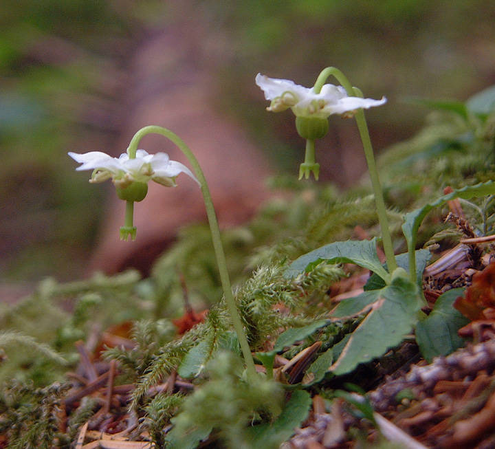 Single delight, also called shy maiden, is an evergreen member of the wintergreen family. Its white flower faces downward until it is pollinated. (Courtesy Photo / Bob Armstrong)