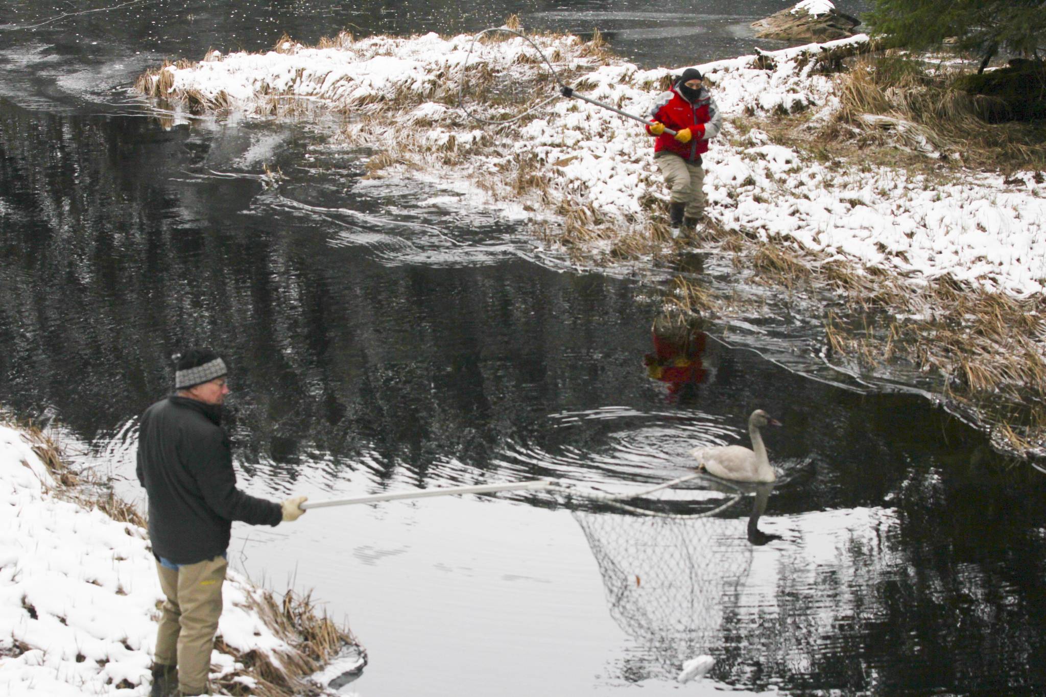 Tim Benner, right and Michael Murphy, left, assist the Juneau Raptor Center as volunteers attempted to capture a trumpeter swan with an injured wing at Auke Lake on Jan. 28, 2021. (Michael S. Lockett / Juneau Empire)