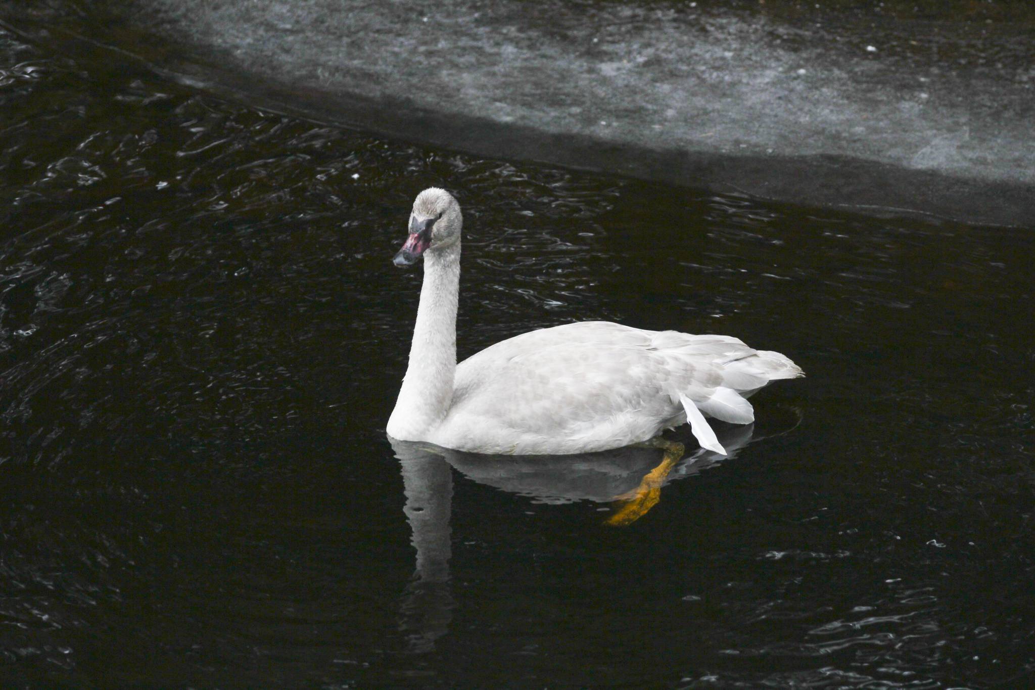 Members of the Juneau Raptor Center attempt to capture a trumpeter swan with an injured wing at Auke Lake on Jan. 28, 2021. (Michael S. Lockett / Juneau Empire)