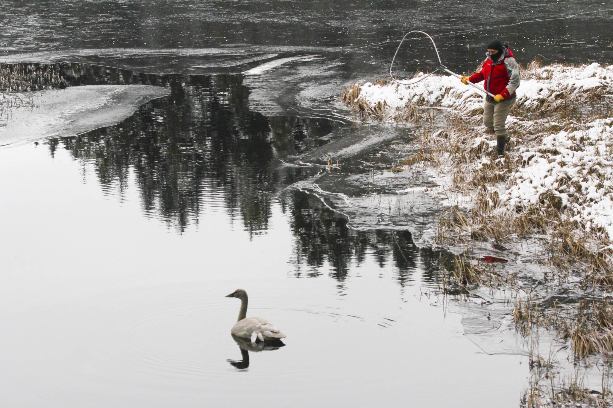 Tim Benner assists the Juneau Raptor Center as volunteers attempted to capture a trumpeter swan with an injured wing at Auke Lake on Jan. 28, 2021. (Michael S. Lockett / Juneau Empire)