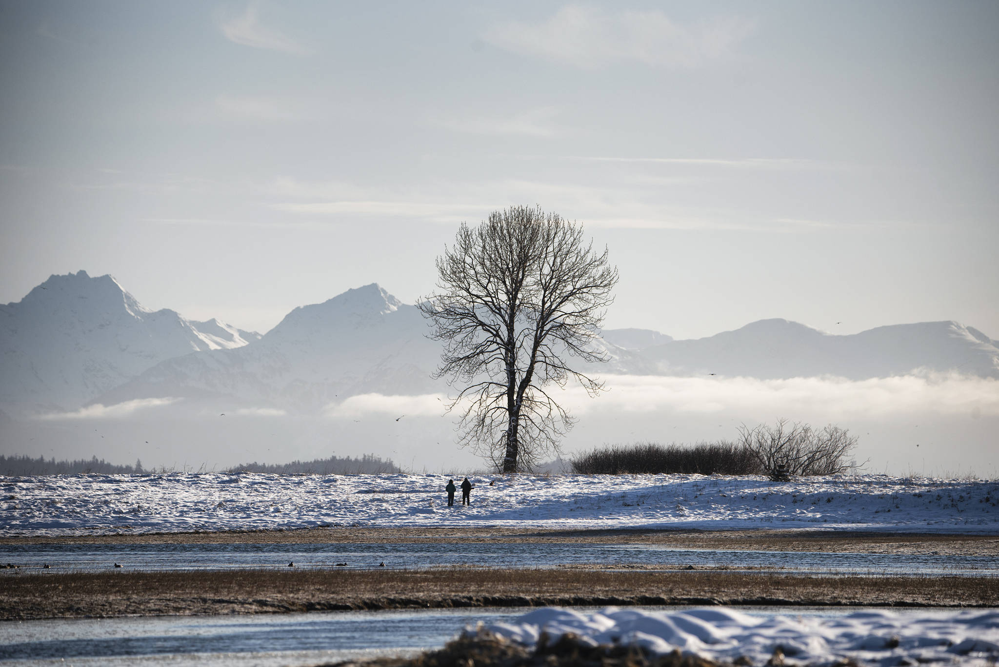 One tree stands alone with the Chilkat Range in the background on Jan. 31, 2021. (Courtesy Photo / Kenneth Gill, gillfoto)