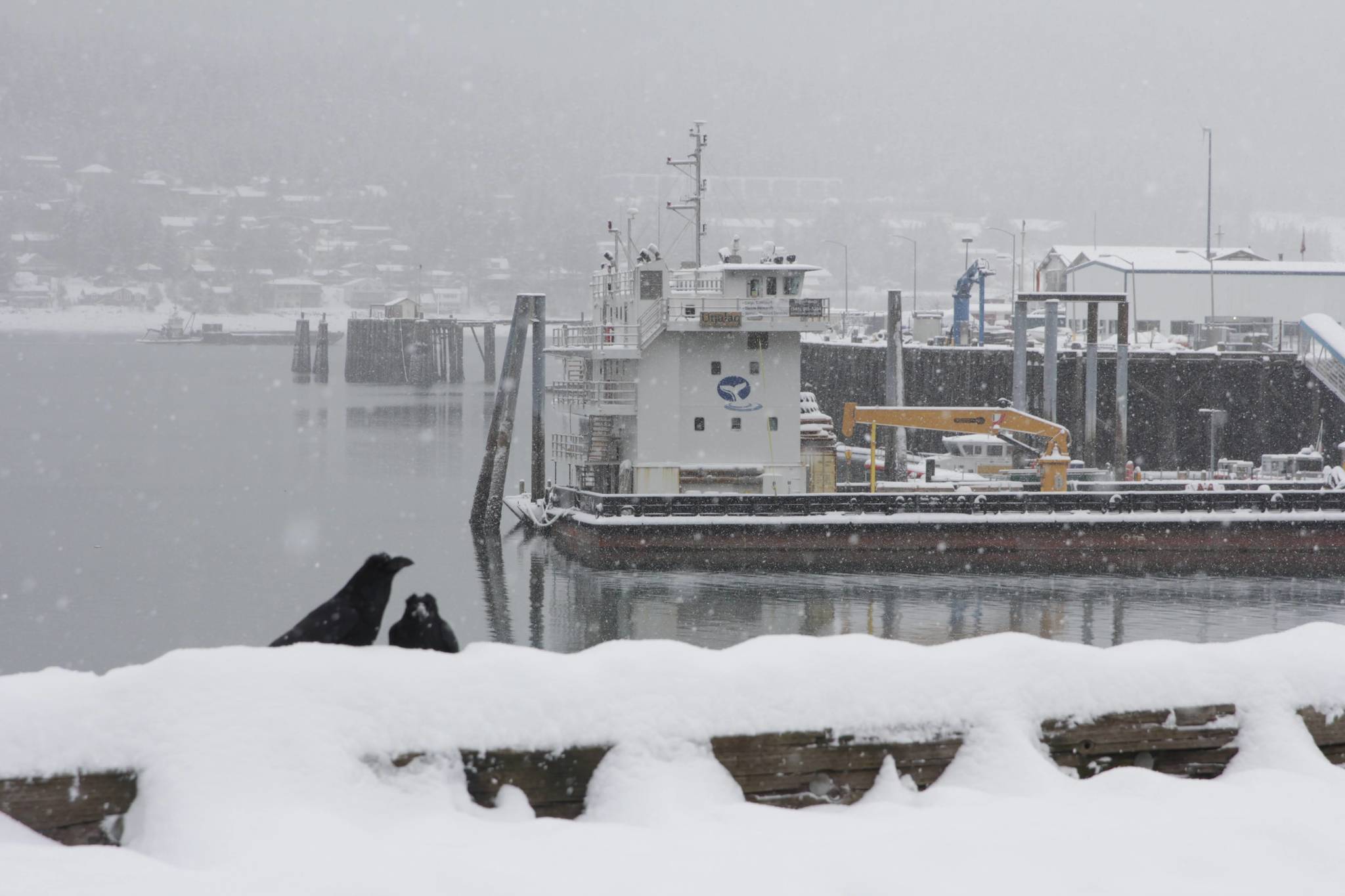A pair of ravens cast a wary eye about on the downtown waterfront as snow falls across Juneau on Feb. 3, 2021. (Michael S. Lockett / Juneau Empire)