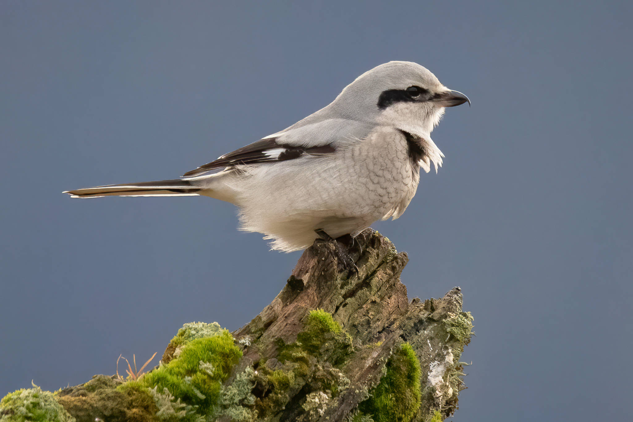 A northern shrike poses on a stump-garden of moss and lichen in the wetlands. Sometimes called “butcher birds,” northern shrikes are sizable songbirds that can catch prey larger than themselves (Courtesy Photo / Kerry Howard)