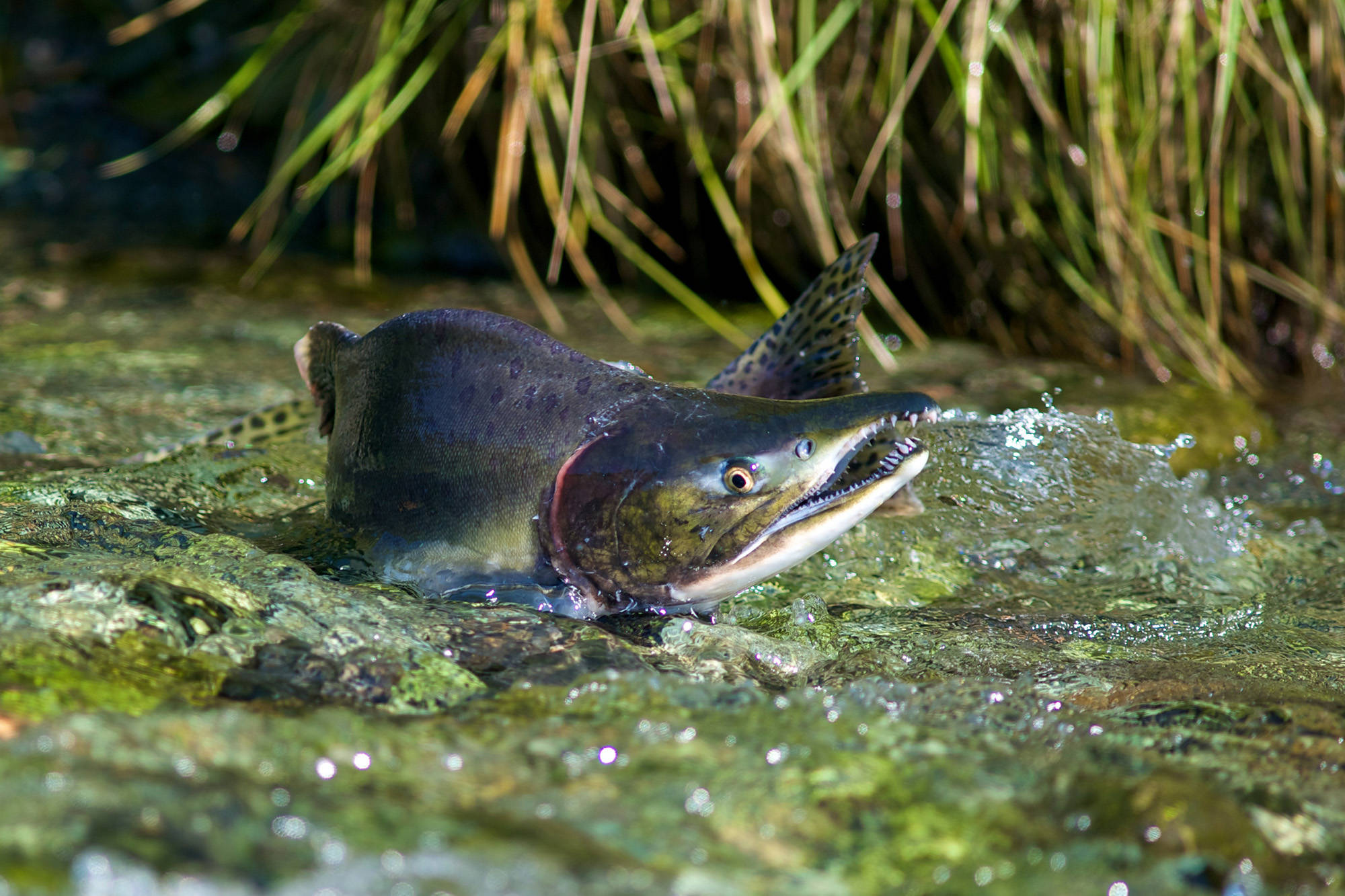 A male pink salmon fights its way up stream to spawn in a Southeast Alaska stream in August 2010. A recent report out of Washington state details a dire situation for the states salmon. Advocates in Alaska say the report offers a warning to Alaska about salmon-safe development. (Michael Penn / Juneau Empire File)