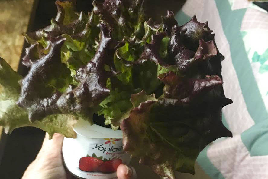 An avid gardener and long-time Juneau resident, Judy Hauck, holds a yogurt container with lettuce. Using a basic shop light and empty yogurt containers, she's been growing greens inside her home this winter. (Courtesy Photo / Judy Hauck)