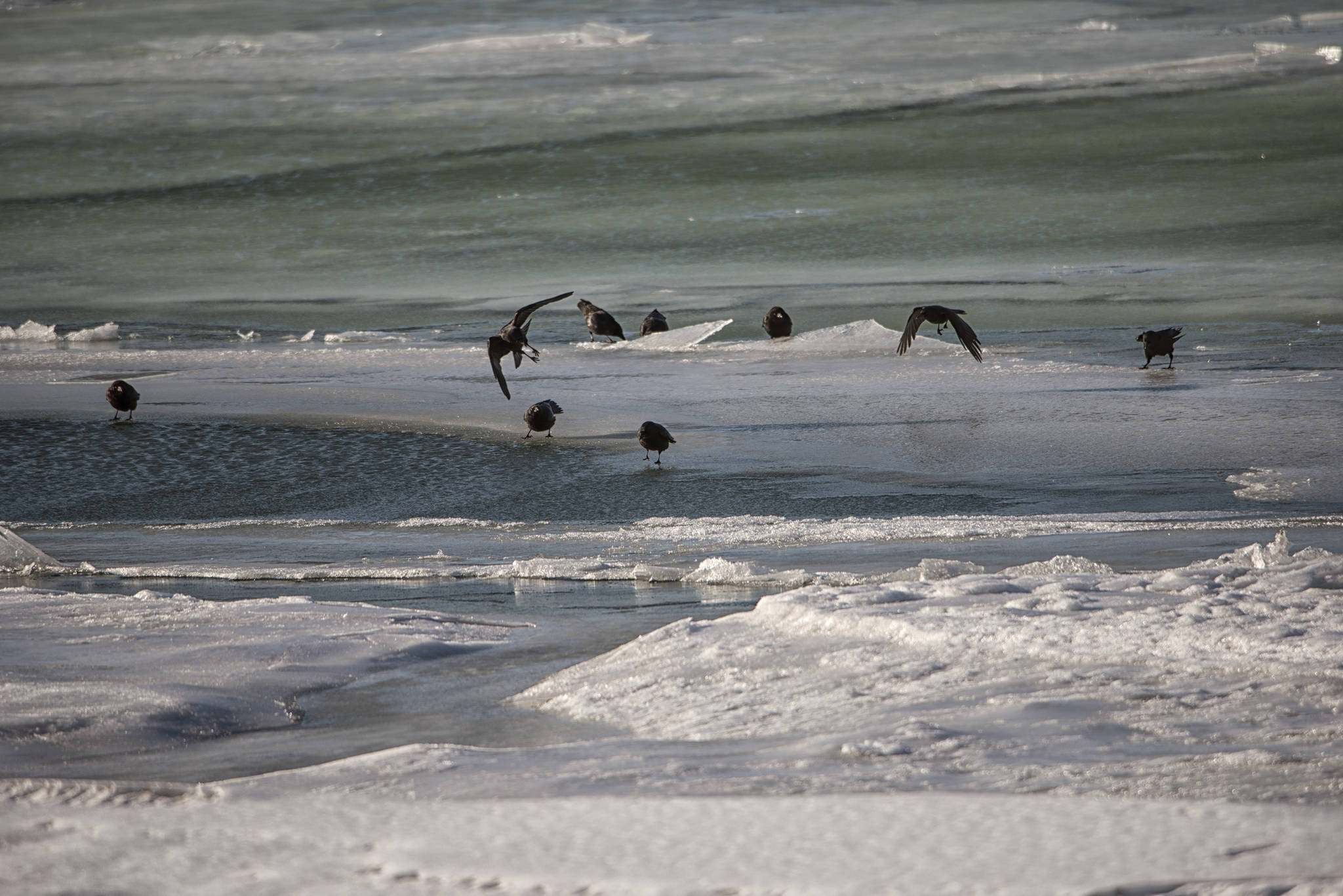 Nine crows survive in sub-Arctic Lemon Creek on Saturday, Feb. 13. (Courtesy Photo / Kenneth Gill, gillfoto)
