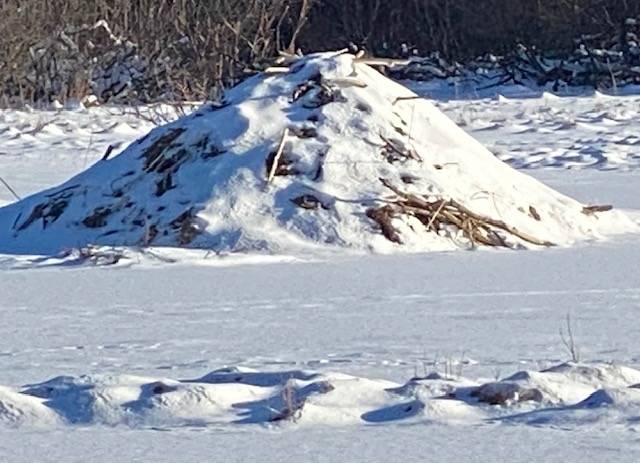 “Anyone home?” A beaver lodge sits on a frozen pond in a Cowee Creek meadow on Feb. 10. (Courtesy Photo / Denise Carroll)