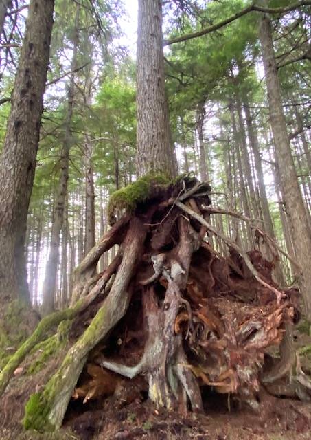 A very complicated root system for a single conifer in the forest along the North Douglas bluff trail on Feb. 20, 2021. (Courtesy Photo / Denise Carroll)