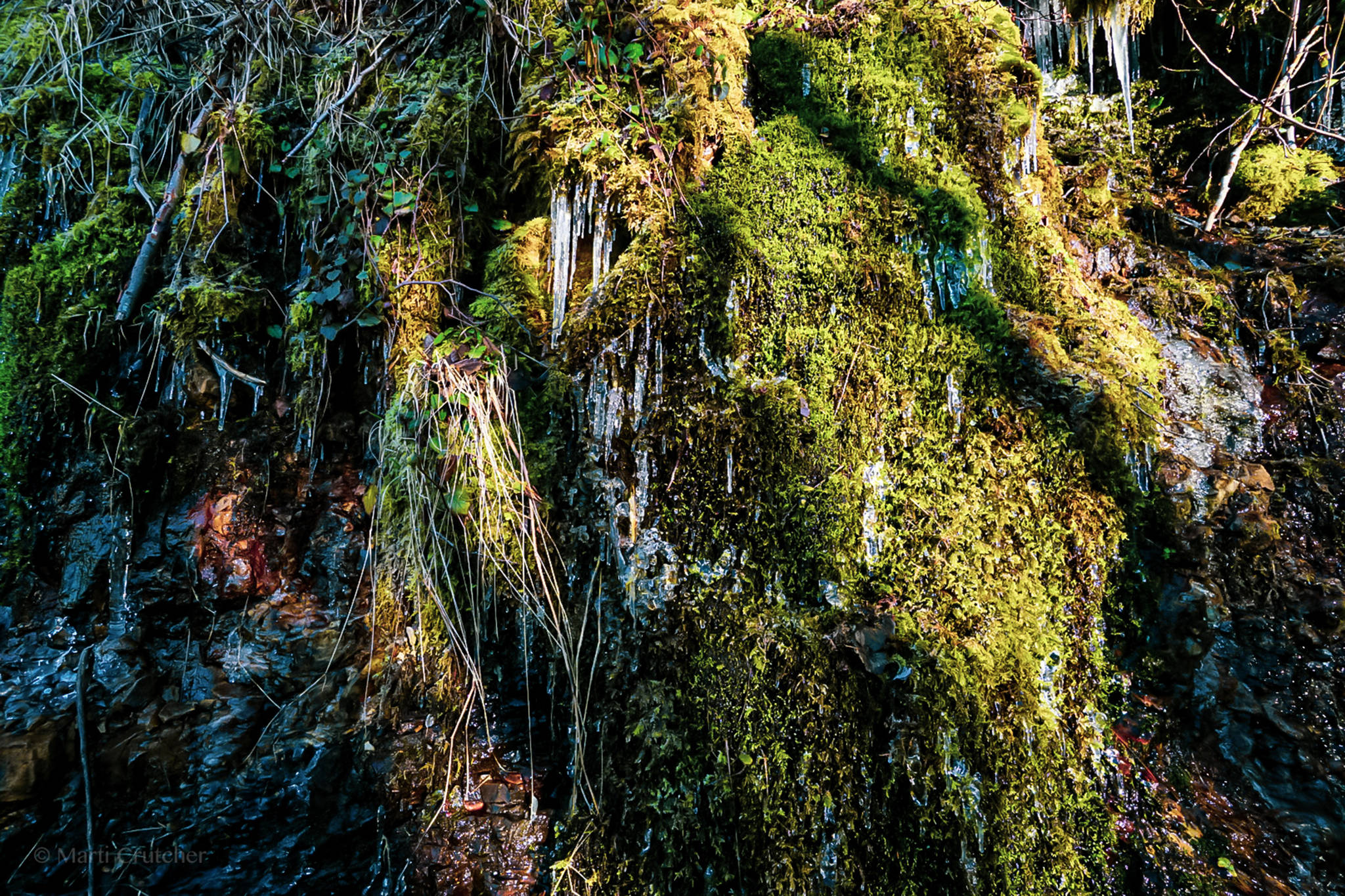Iicles form off of some very vibrant moss on Sunnahae Trail in Craig on Feb. 7, 2021. (Courtesy Photo / Marti Crutcher)