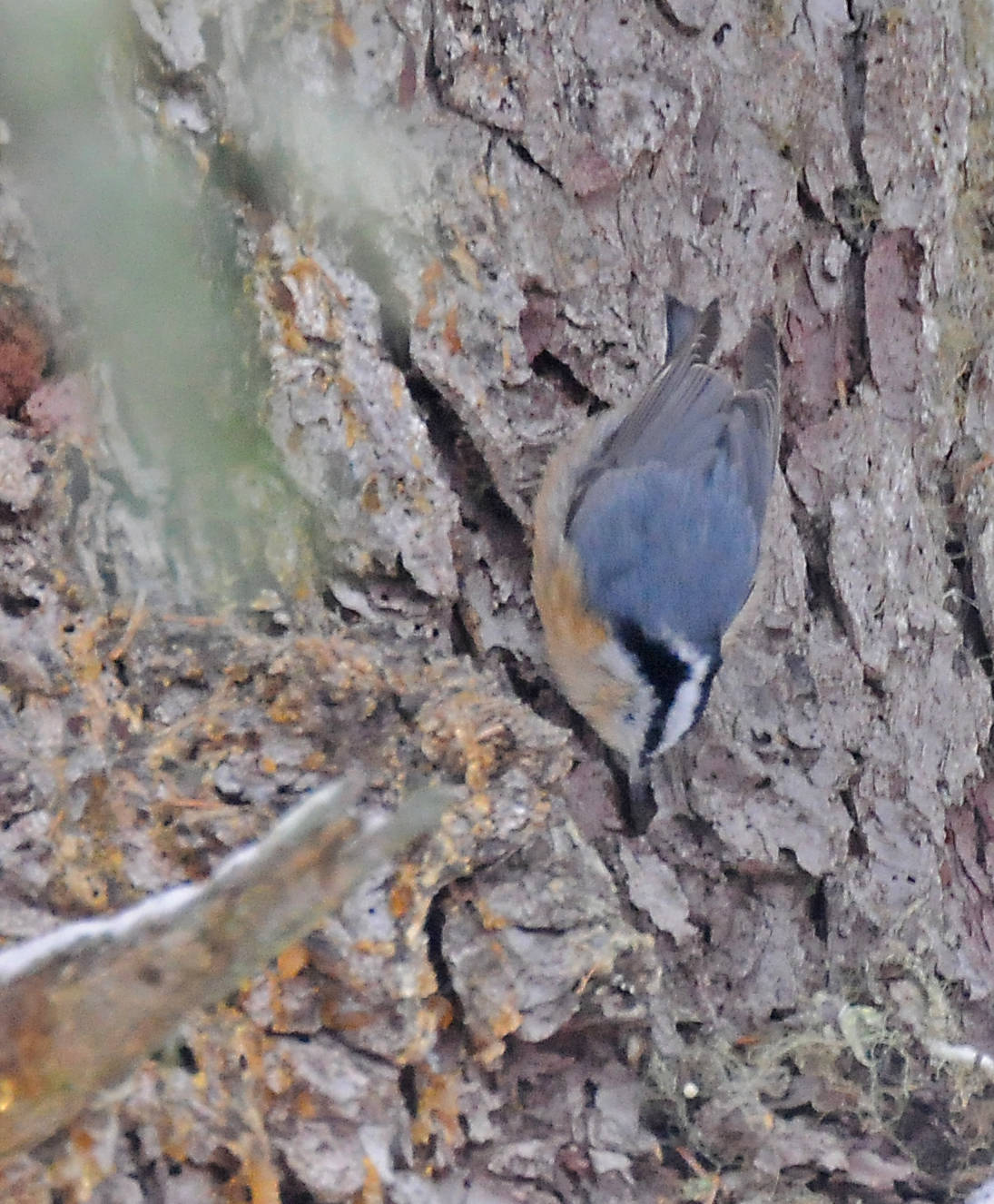 Red-breasted nuthatches can walk head-first down a tree trunk and even walk upside down underneath a branch. (Courtesy Photo / Bob Armstrong)