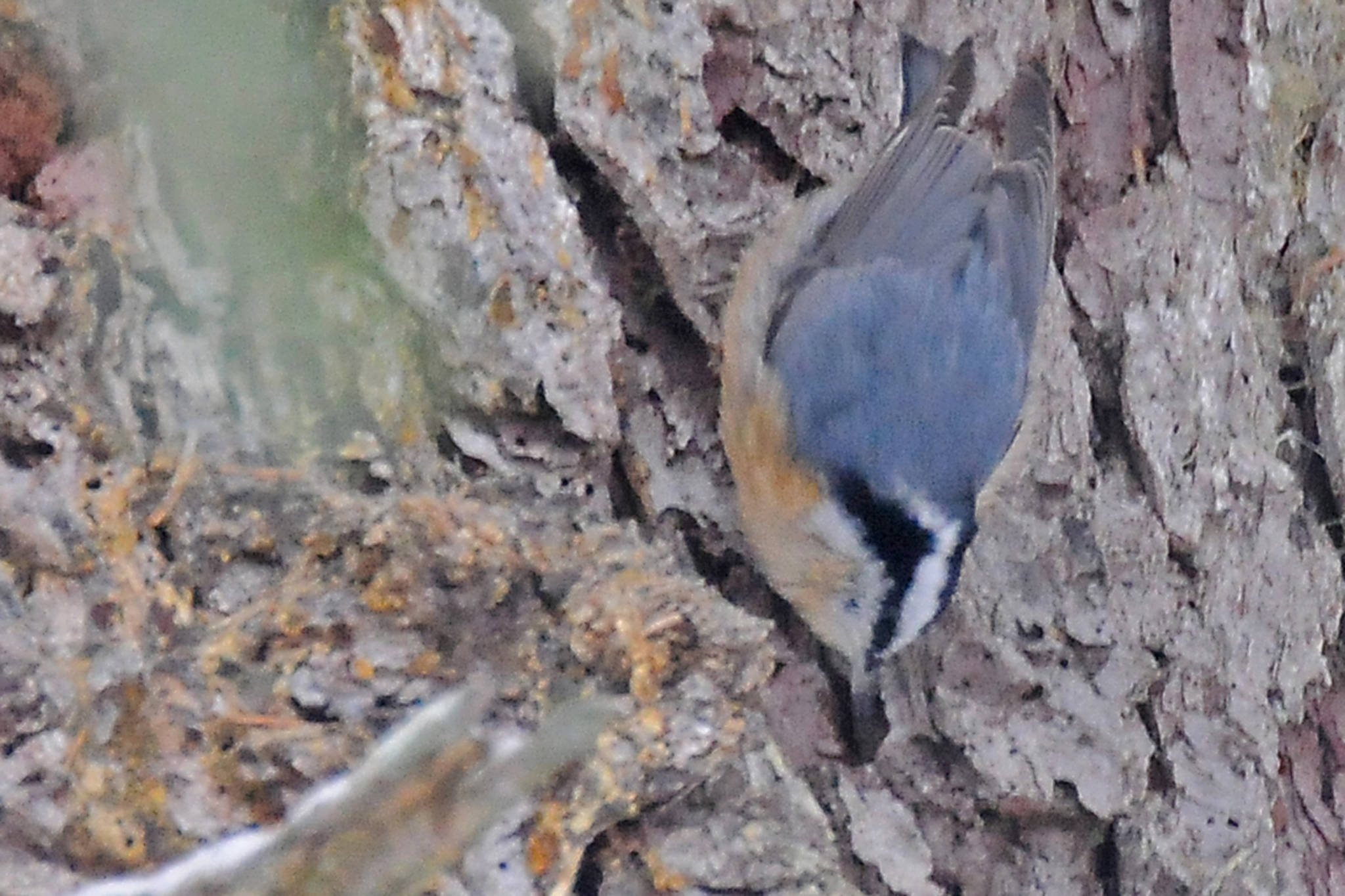 Red-breasted nuthatches can walk head-first down a tree trunk and even walk upside down underneath a branch. (Courtesy Photo / Bob Armstrong)
