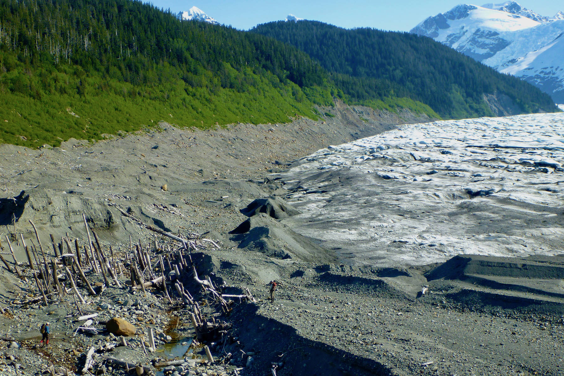 A ghost forest exposed as La Perouse Glacier in Southeast Alaska retreated. In the past, the glacier ran over the rainforest trees. Two people are also in the photo. (Courtesy Photo / Ben Gaglioti)