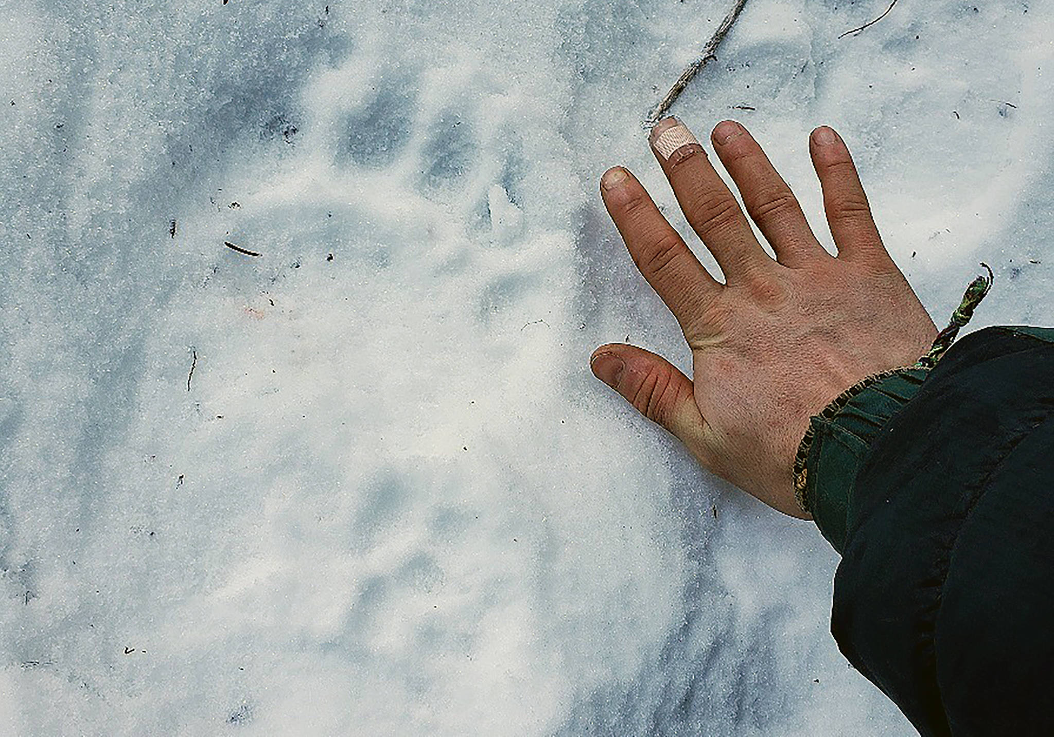 Associated Press
This Feb. 13 photo provided by Erik Stevens shows a bear track in the Alaska in the backcountry near where resident Shannon Stevens was bit by a bear in an outhouse.