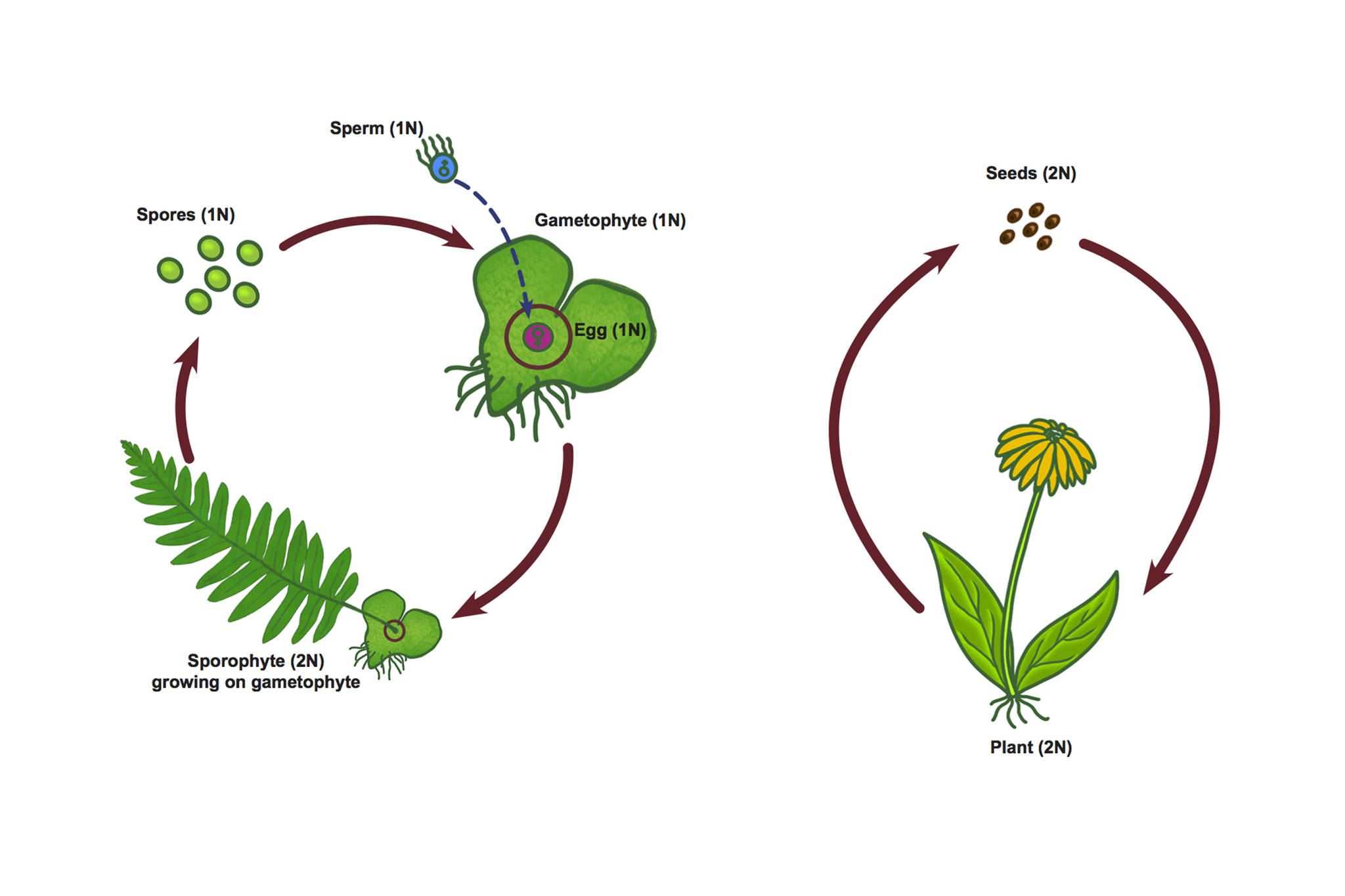 Left side: Mosses and ferns: alternation of sporophyte (2N) and gametophyte (1N) generations. Sperm swim to reach eggs on gametophytes. Right side: Seed plants: female gametophyte and its egg (1N) not independent, but enclosed in developing seed (2N, after pollination) on parent plant (2N). (Courtesy Image / Kathy Hocker)