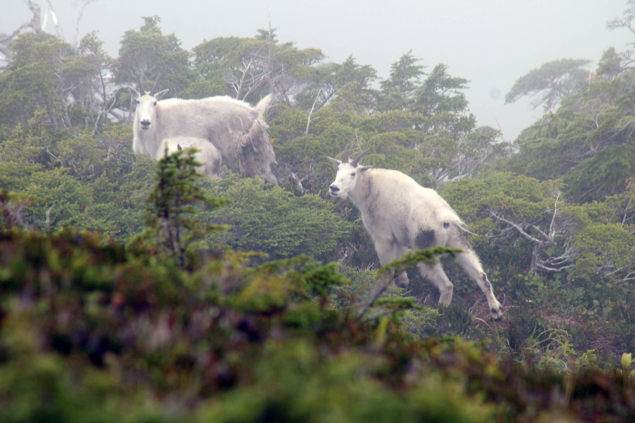 Mountain goats are revered for their majestic qualities, terrain in which they live and their taste. (Jeff Lund / For the Juneau Empire)