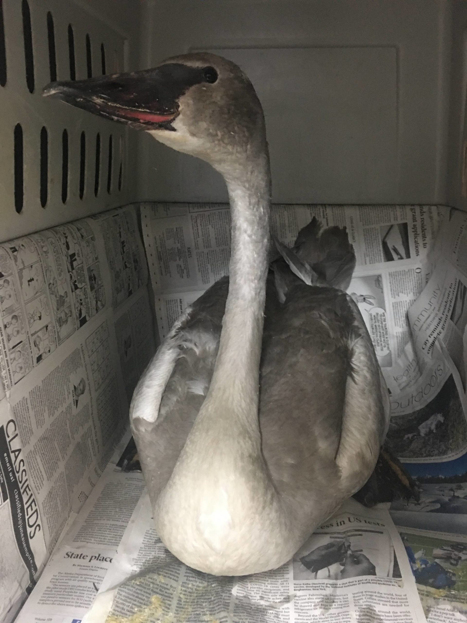Kathy Benner, manager of the Juneau Raptor Center, along with Matthew Brown and Kerry Howard, captured a trumpeter swan, shown above, that had been grounded with an injured wing in the Auke Lake/Auke Bay area for months on Wednesday, Feb. 24, 2021. (Courtesy photo / Kathy Benner)