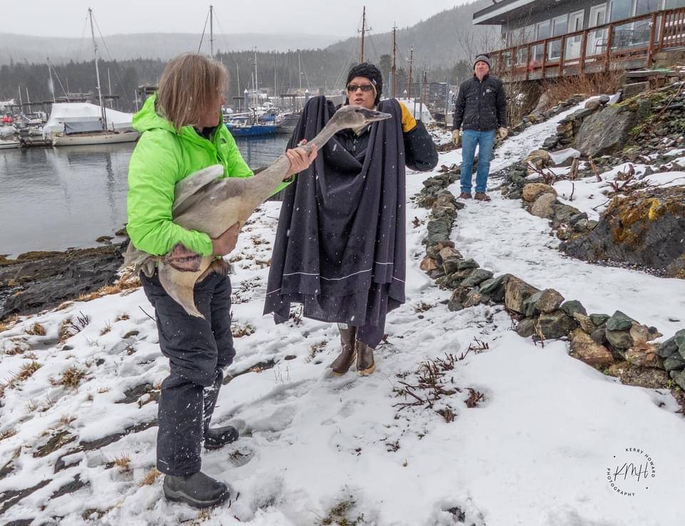 Kathy Benner, center, manager of the Juneau Raptor Center, prepares to wrap a sheet around an injured trumpeter swan to transport him as Matthew Brown holds the bird near Auke Bay on Wednesday, Feb. 24, 2021. (Courtesy photo / Kerry Howard)