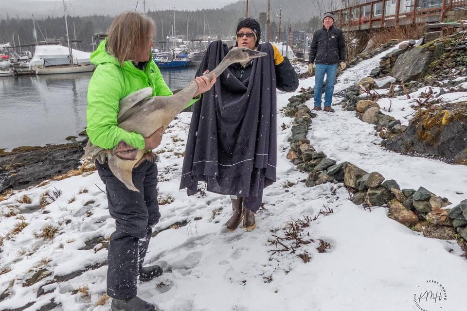 Kathy Benner, center, manager of the Juneau Raptor Center, prepares to wrap a sheet around an injured trumpeter swan to transport him as Matthew Brown holds the bird near Auke Bay on Wednesday, Feb. 24, 2021. (Courtesy photo / Kerry Howard)