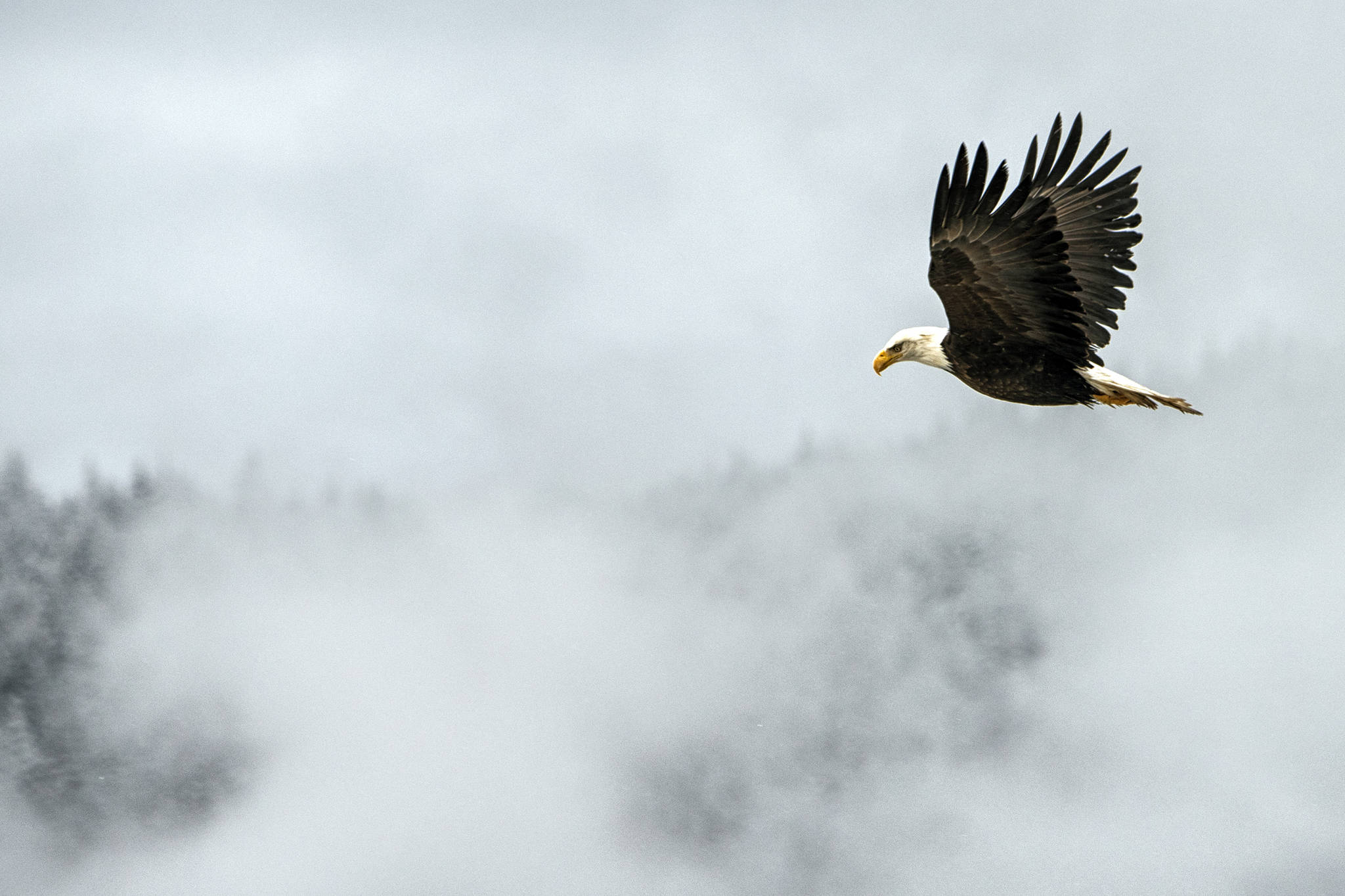 A bald eagle flies over Lemon Creek on March 2, 2021. (Courtesy Photo / Kenneth Gill, gillfoto)