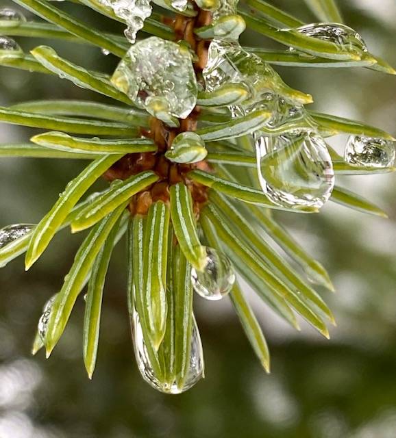 Raindrops freeze on spruce tips in the Dredge Lake area in late February. (Courtesy Photo / Denise Carroll)