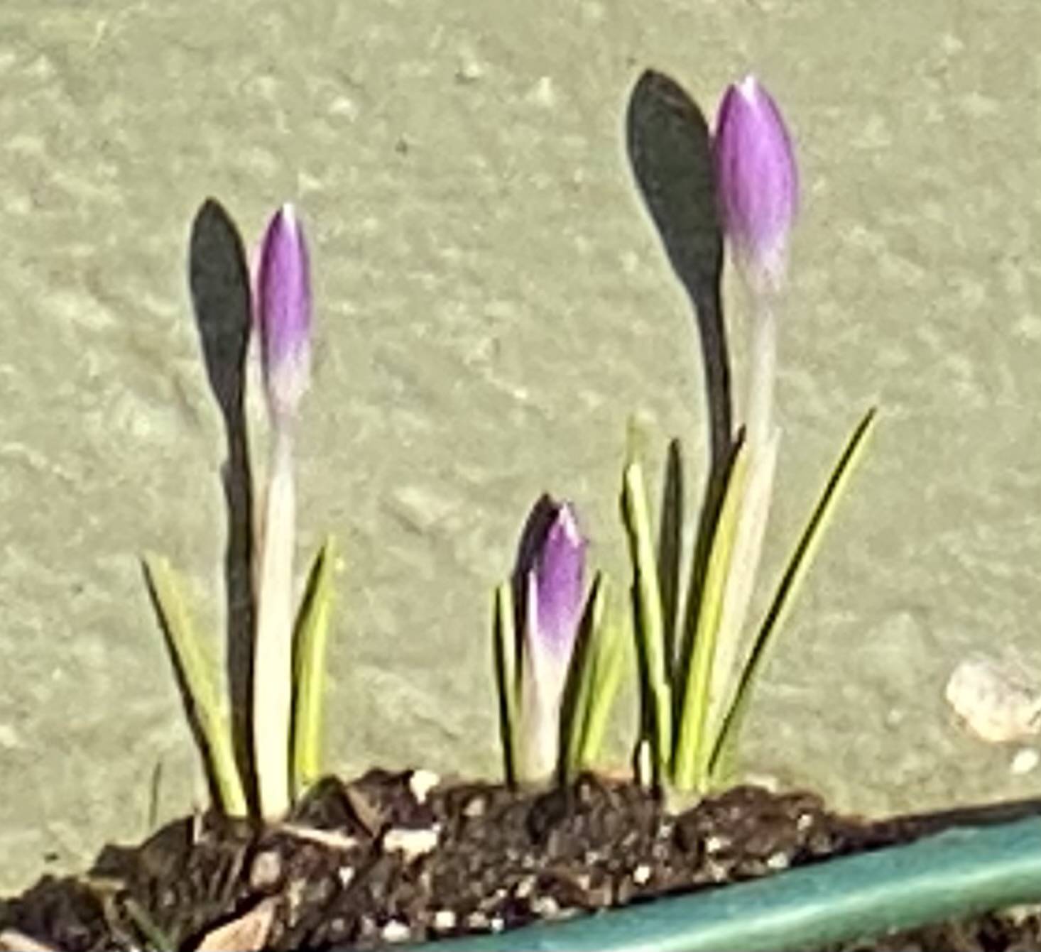 Crocus, seen in the Downtown Flats, are a sign that spring is coming. (Courtesy Photo / Denise Carroll)