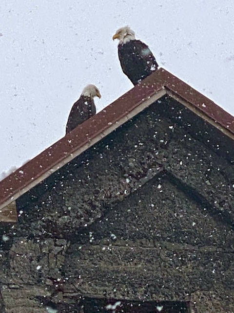 In a snowstorm, two eagles visit the iconic pump house near Sandy Beach on March 20. (Courtesy Photo / Denise Carroll)