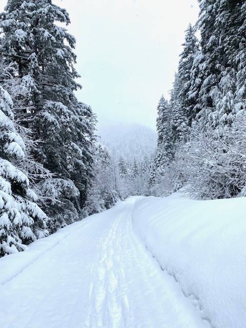 A lone snowshoer treks along a winter wonderland on Salmon Creek trail on March 22. (Courtesy Photo / Denise Carroll)