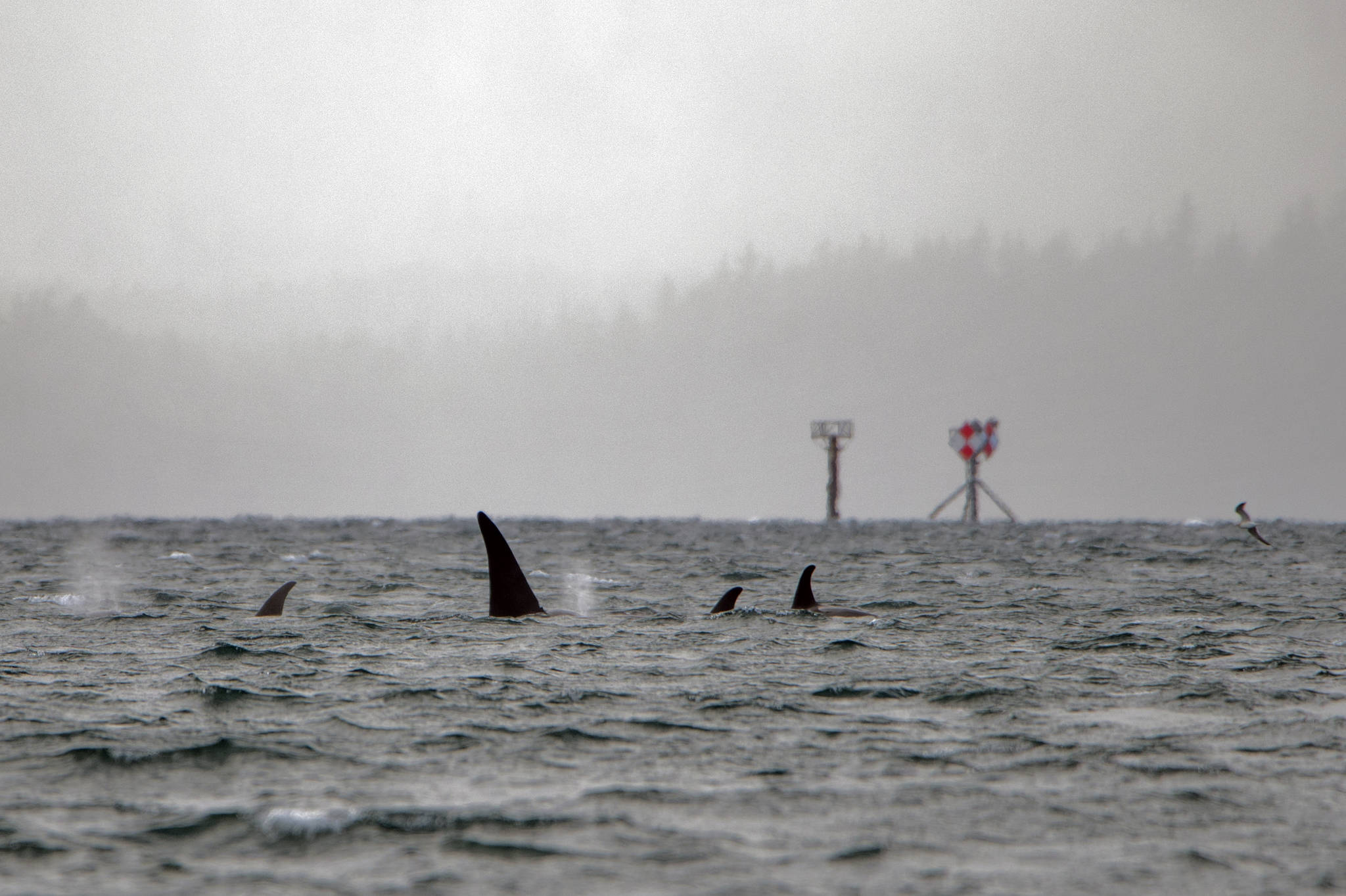 Orcas across from Northern Portland Island. (Courtesy Photo / Kenneth Gill, gillfoto_