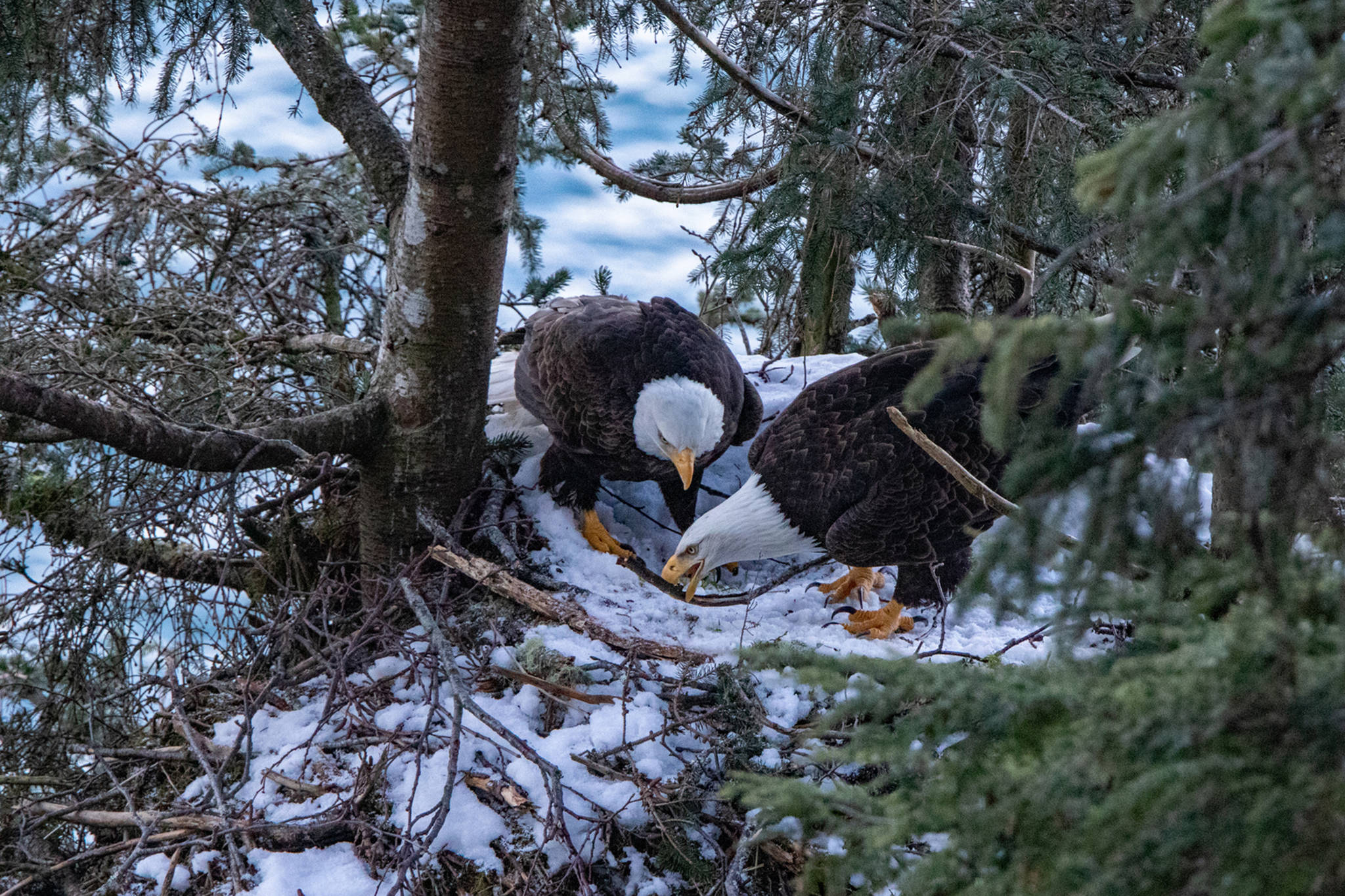 Even with their nest covered in snow the eagles are making improvements. (Courtesy Photo / Jos Bakker)