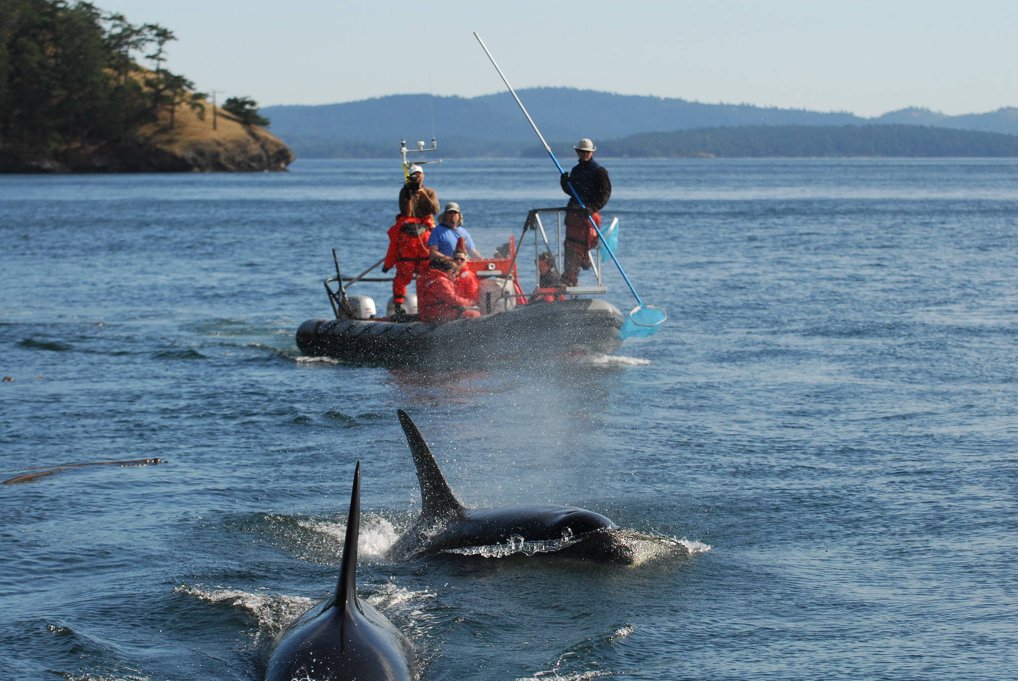 This Sept. 2008 photo provided by the Center for Whale Research taken near Washington state’s San Juan Islands shows scientists looking for clues about the diet of the Pacific Northwest’s endangered orcas using a pool skimmer to collect the scales or other remains of salmon the whales had eaten. A long-term study published Wednesday, March 3, 2021, reaffirmed the importance of Chinook salmon to the whales even when they cruise the outer Pacific Coast, where the fish are harder to find. (Ken Balcomb / Center for Whale Research)