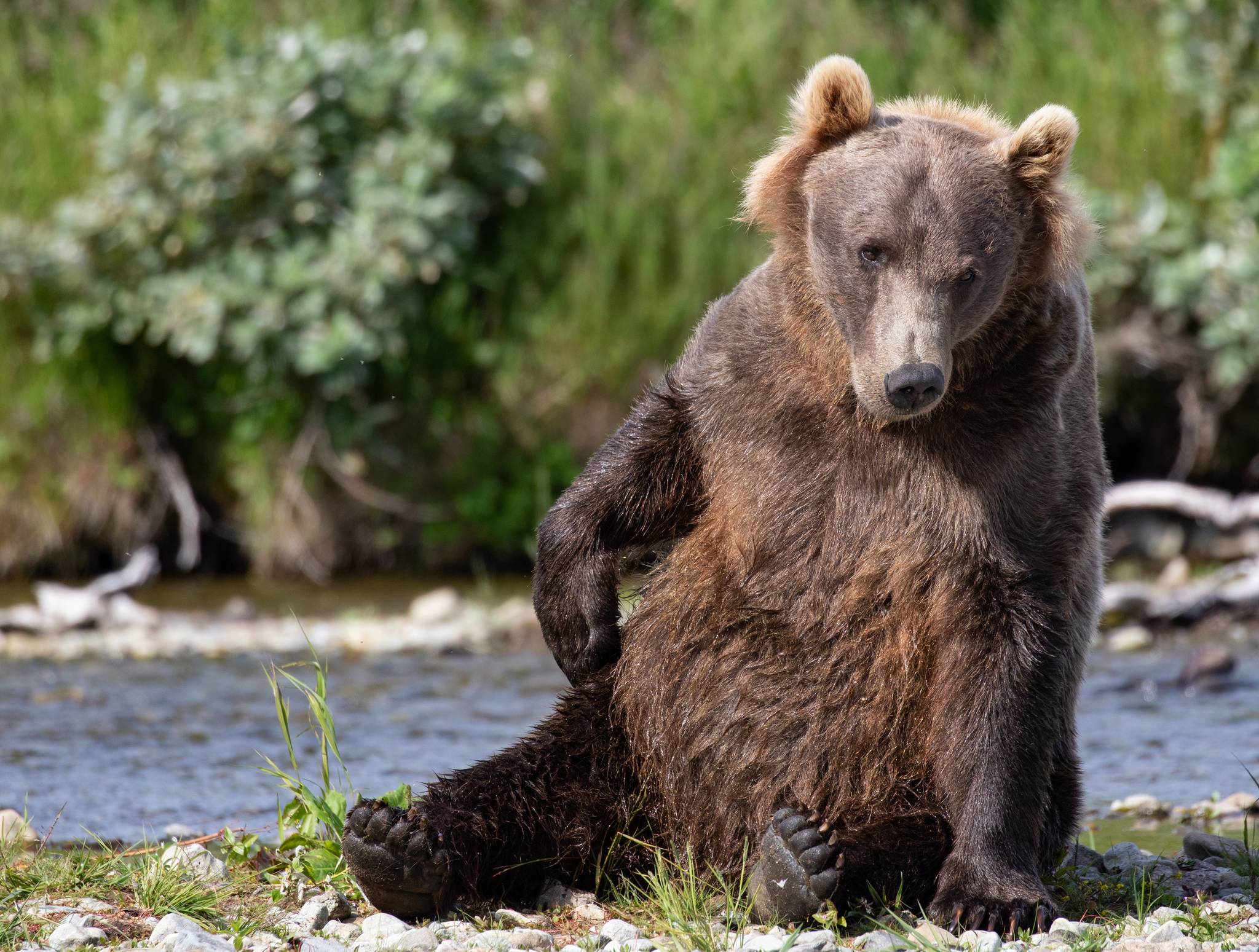 A brown bear near Bristol Bay. (Courtesy Photo / Erin Ranney)