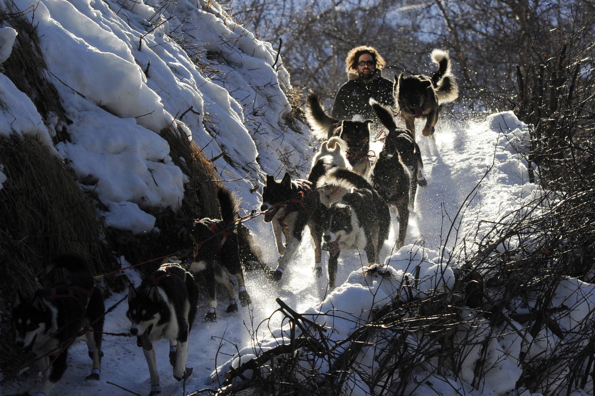 Rick Casillo comes over the last drop as he comes down the Happy River Steps heading to Puntilla Lake, Alaska, during the 2014 Iditarod Trail Sled Dog Race. The world’s most famous sled dog race starts Sunday, March 7, 2021, without its defending champion in a contest that will be as much dominated by unknowns and changes because of the pandemic as mushers are by the Alaska terrain. (Bob Hallinen / Anchorage Daily News)