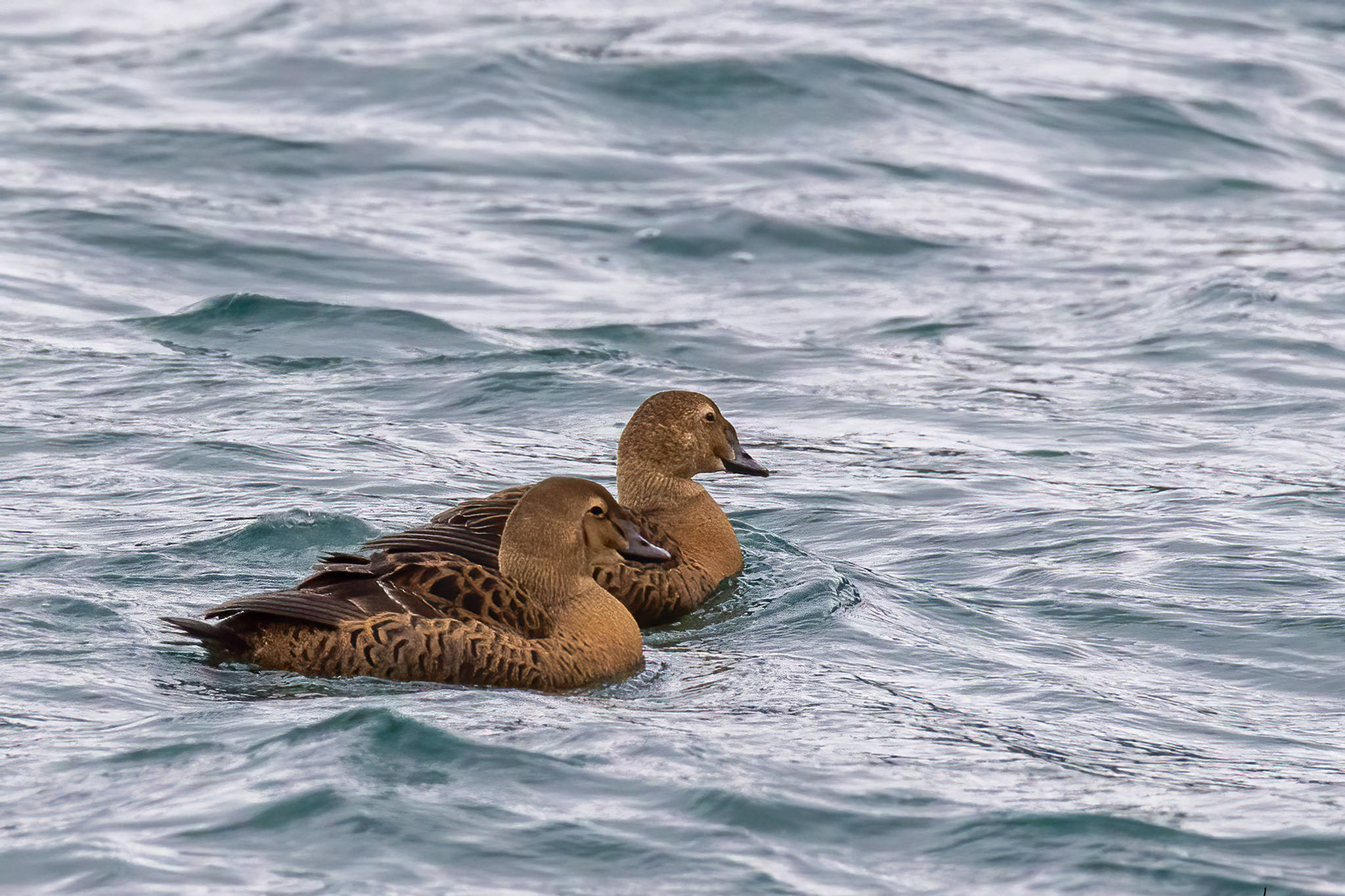 This photo shows female king eiders. The rare-for-the-area ducks were recently spotted at Point Louisa. (Courtesy Photo / Kerry Howard)