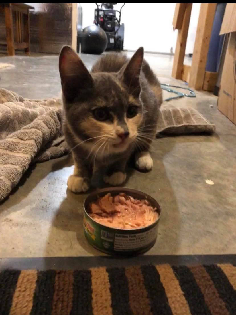 Courtesy Photo / Ashlyn Harper 
Spot, a kitten who escaped on an Alaska Marine Highway ferry bound from Washington to Haines, took a solo adventure in Juneau but was returned to her family in Haines by a thoughtful Juneau resident on March 9, 2021.