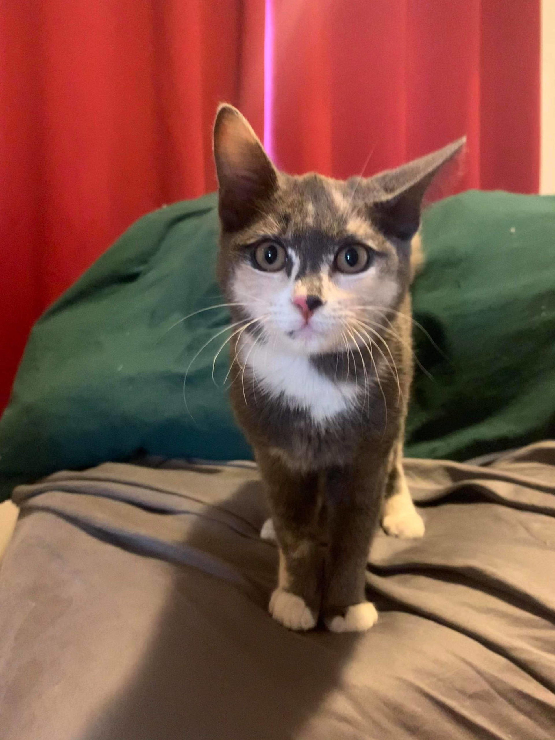 Spot, a kitten who escaped on an Alaska Marine Highway ferry bound from Washington to Haines, took a solo adventure in Juneau but was returned to her family in Haines by a thoughtful Juneau resident on March 9, 2021. (Courtesy photo / Ashlyn Harper)