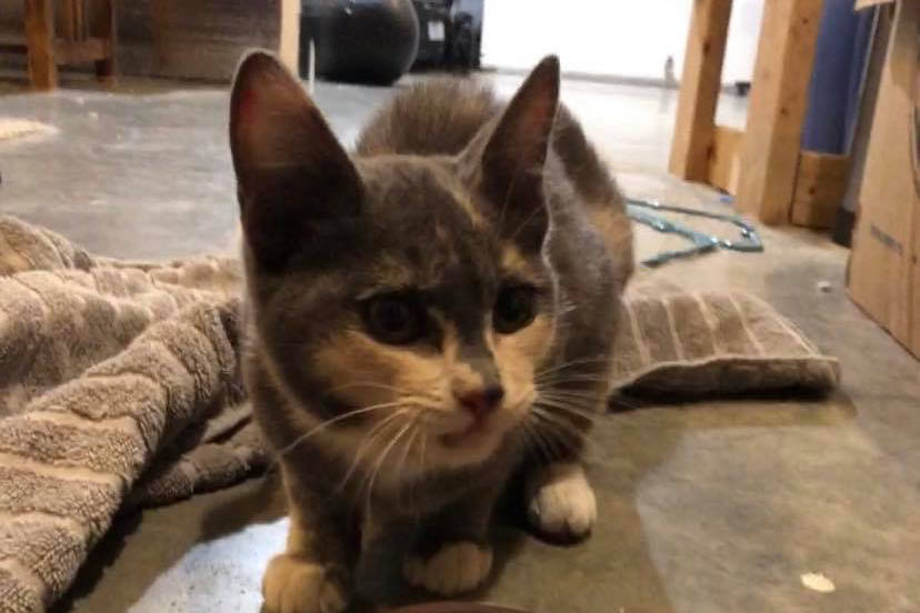 Spot, a kitten who escaped on an Alaska Marine Highway ferry bound from Washington to Haines, took a solo adventure in Juneau but was returned to her family in Haines by a thoughtful Juneau resident on March 9, 2021. (Courtesy Photo / Ashlyn Harper)