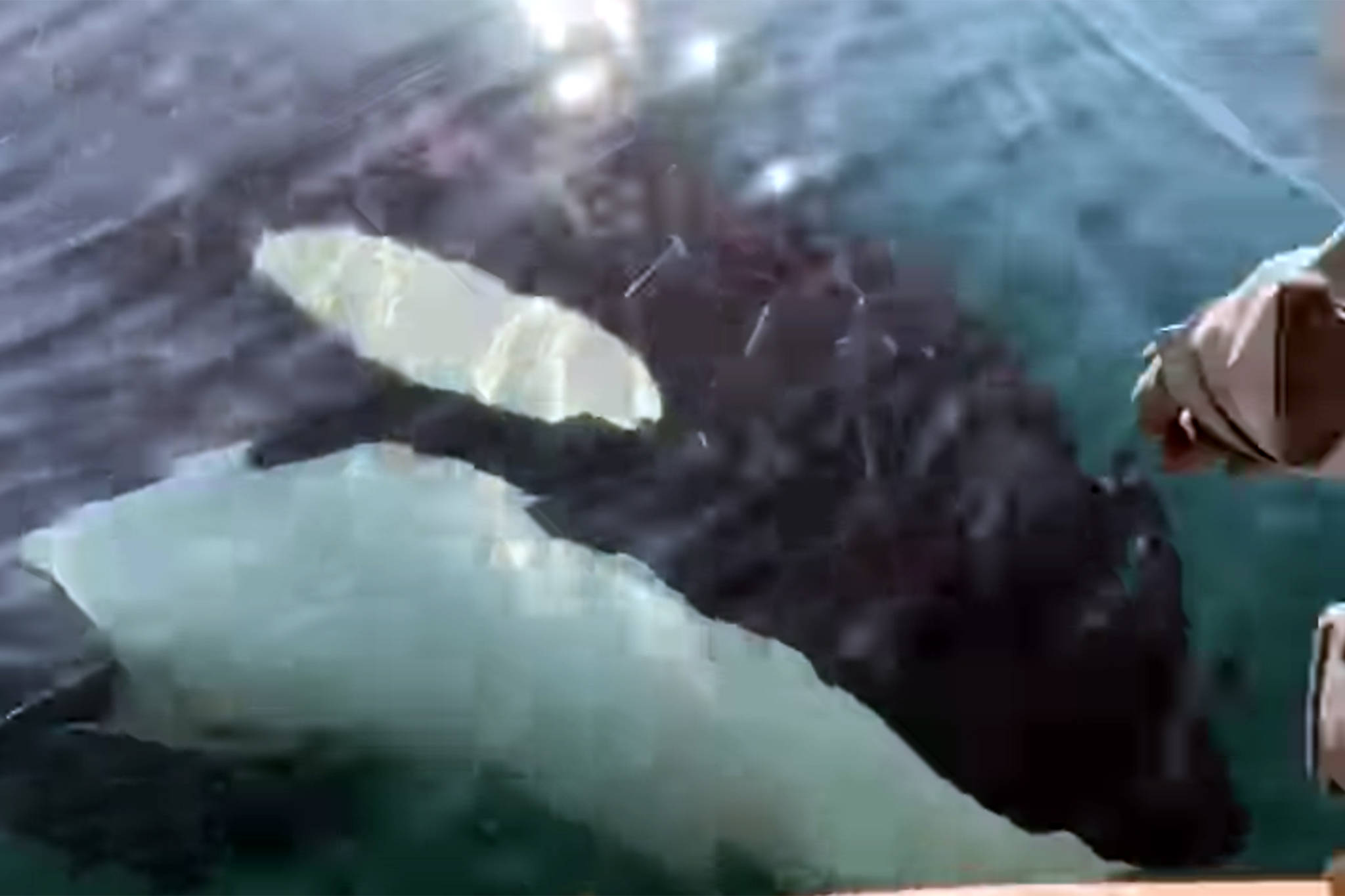 This screenshot from a video posted by Salty Lady Seafood Co. shows an orca swimming close to a boat. "I thought for sure it would splash us with its tail or nose the skiff," the company said in a social media post. "It was just checking us out though. Fun end to a hard day of work at the farm." (Screenshot)