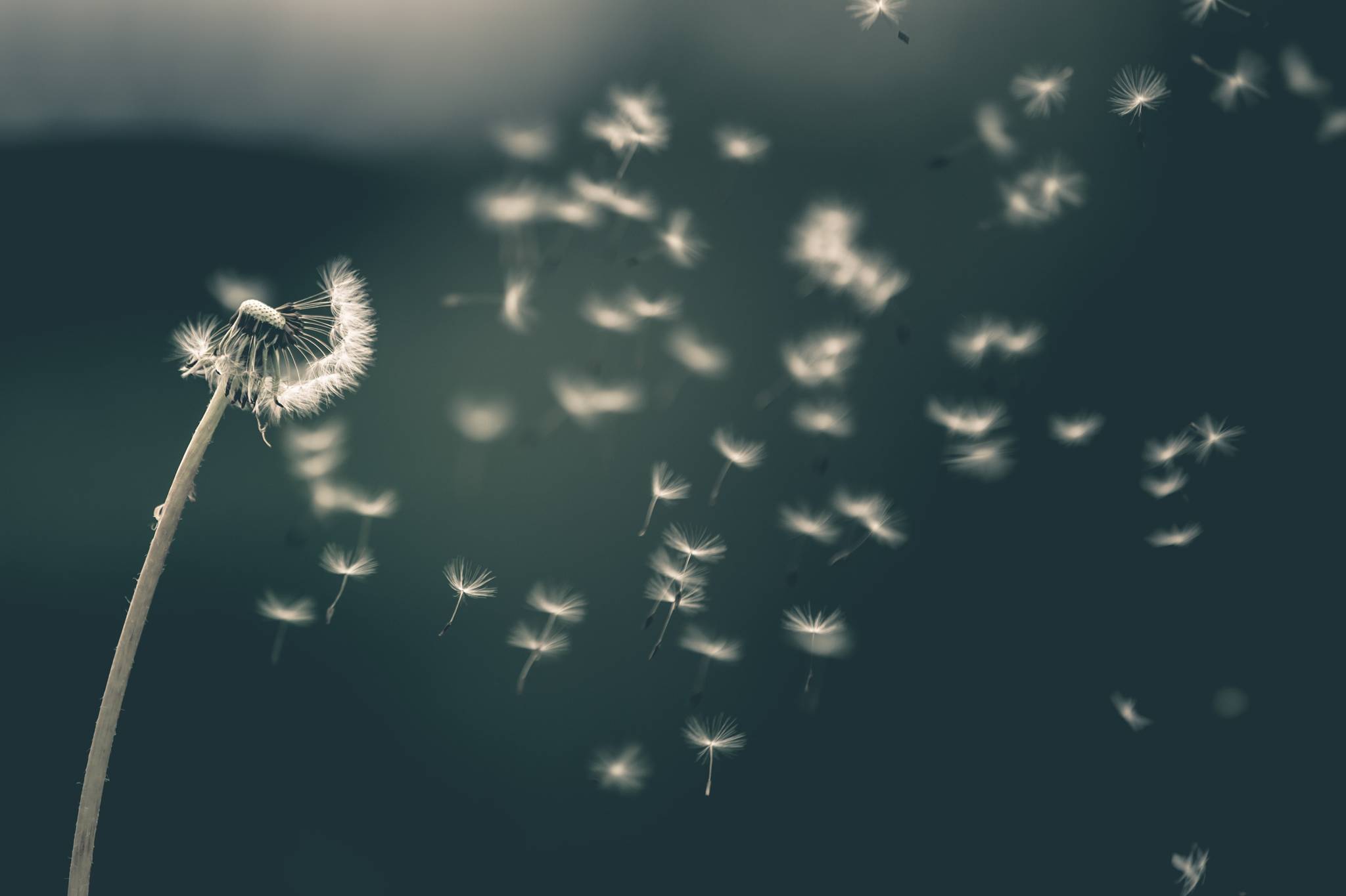 Dandelion fluff is among the way plants have invented to distribute seeds. However, other seed plants “bribe” animals into dispersing seeds with a food reward. (Saad Chaudhry / Unsplash)