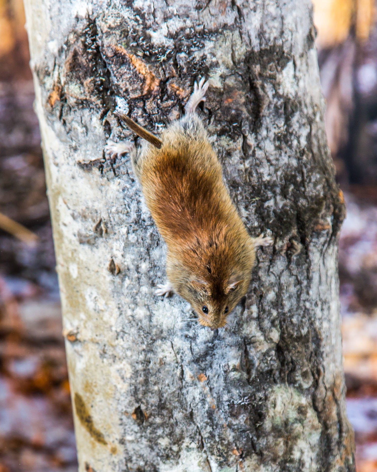 A northern red-backed vole climbing down a tree. (Courtesy Photo / Todd Paris, UAF)
