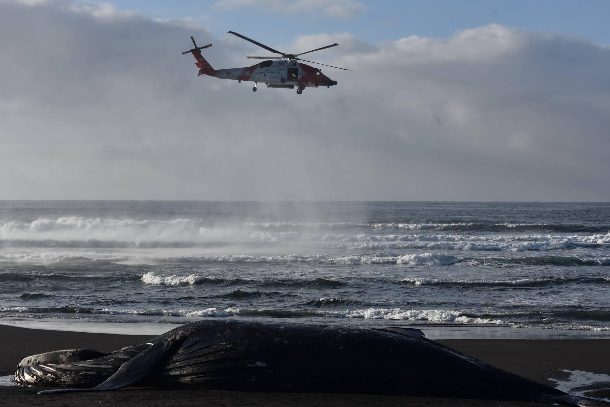 A U.S. Coast Guard helicopter helps ferry volunteers to the carcass of a beached humpback whale on Kuzof Island on Thursday, March 18, 2021. (Coutesy photo / Alaska Marine Mammal Stranding Network)