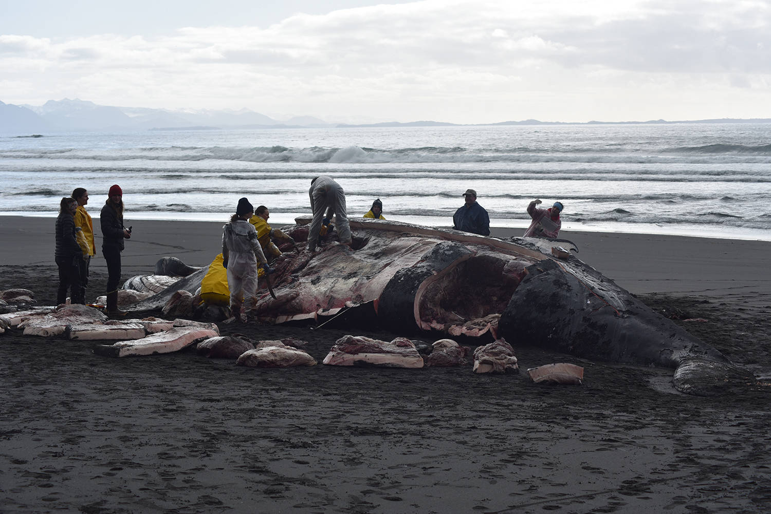 Volunteers with the Alaska Marine Mammal Stranding Network take samples from a beached humpback whale on Kuzof Island on Thursday, March 18, 2021. (Courtesy Photo / Alaska Marine Mammal Stranding Network)