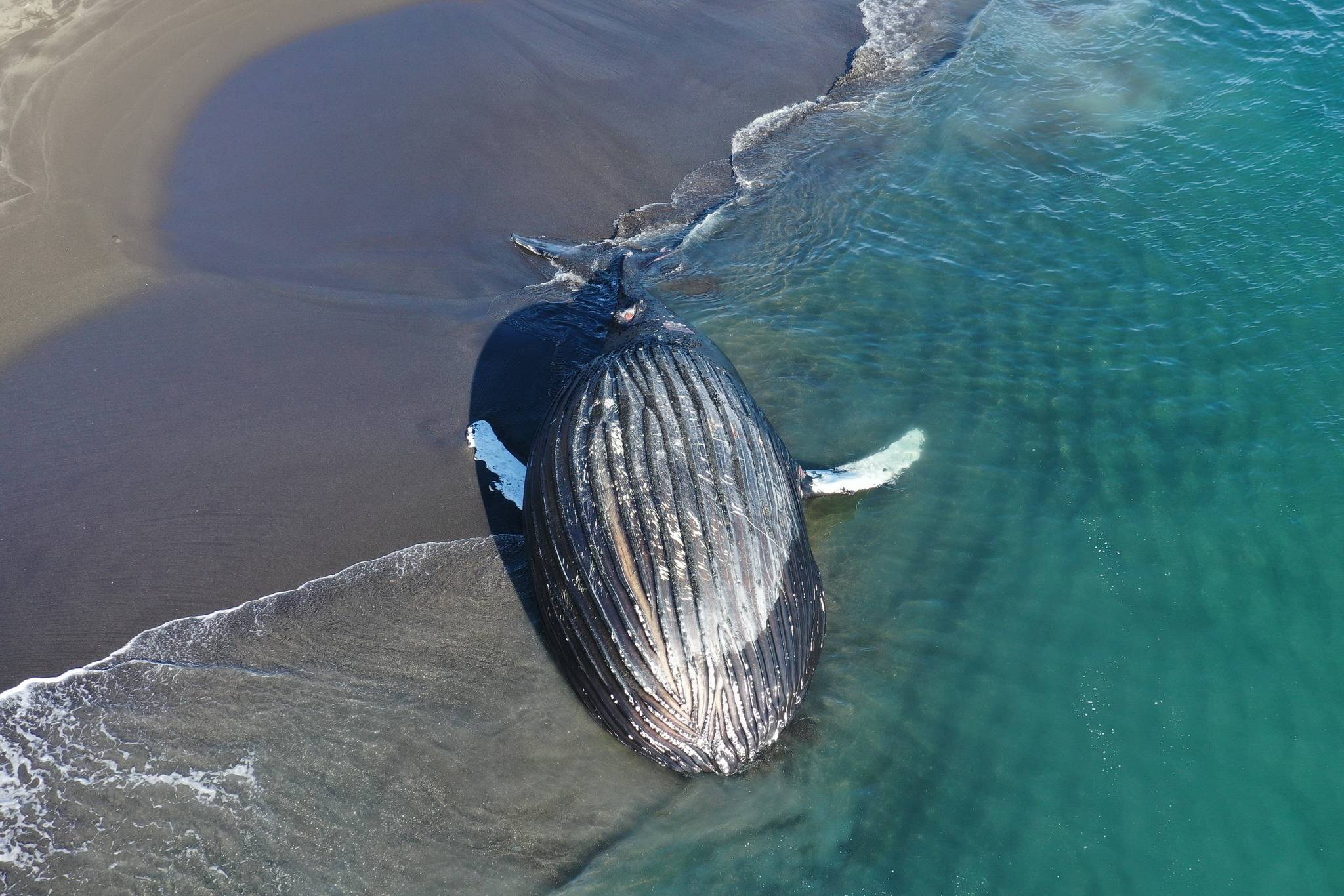 Drone footage of a beached humpback whale on Kuzof Island on Sunday, March 14, 2021. (Courtesy Photo / Alaska Marine Mammal Stranding Network)