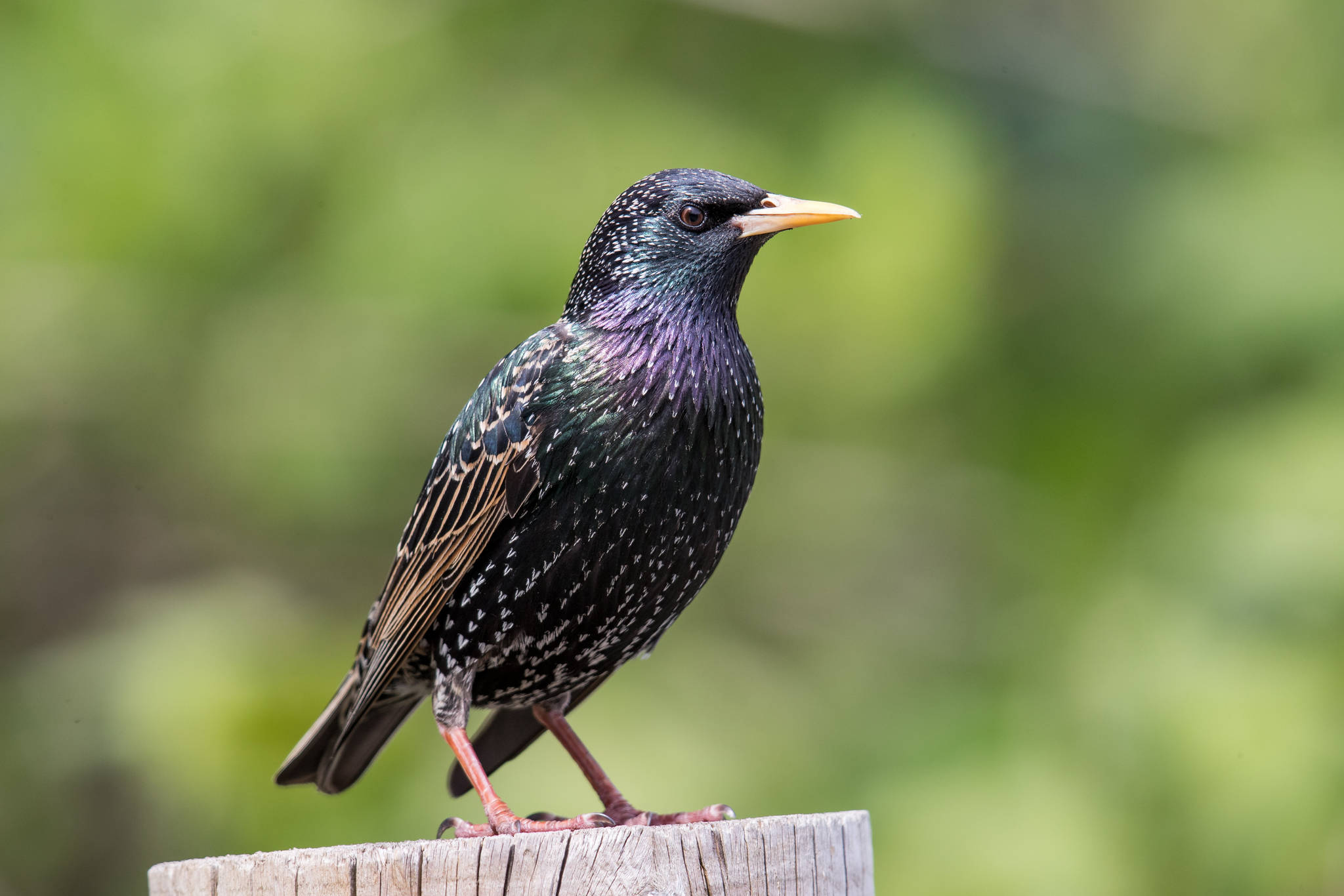 European starlings are among the birds that add fresh, green-leafy, nonstructural material to theirs nests. In general, the added greenery is from species that have aromatic leaves, rich in volatile compounds; these plants are a highly non-random, carefully selected portion of the plants available in the nesting habitat. (Mick Thompson / Flickr)