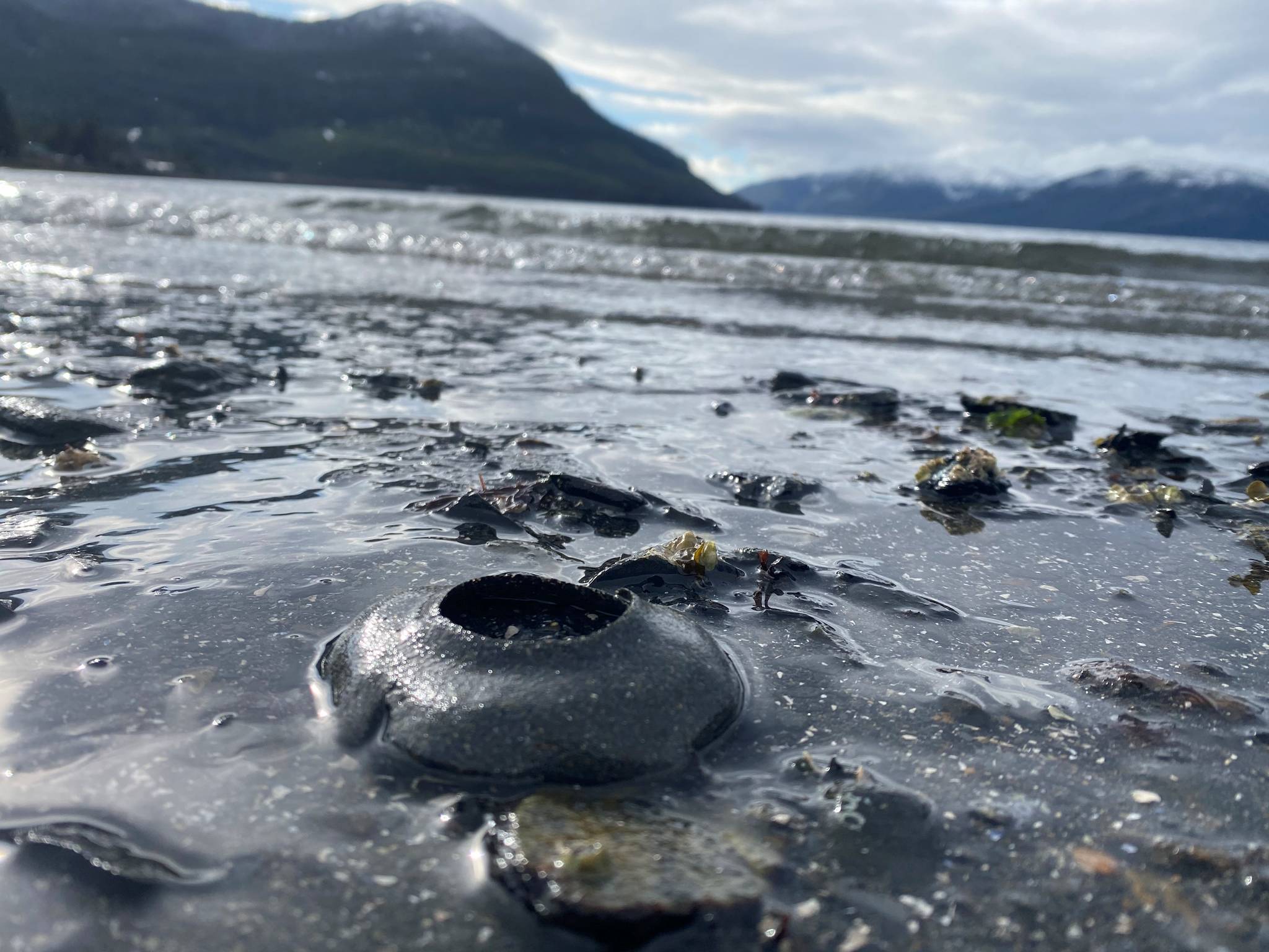 This photo shows a moon snail nest at Institute Beach in Wrangell. (Vivian Faith Prescott / For the Capital City Weekly)