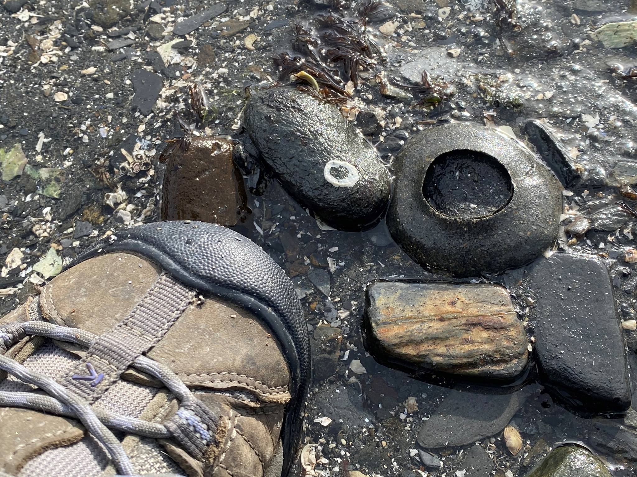 Shoe comparison to moon snail nest in Wrangell. (Vivian Faith Prescott / For the Capital City Weekly)