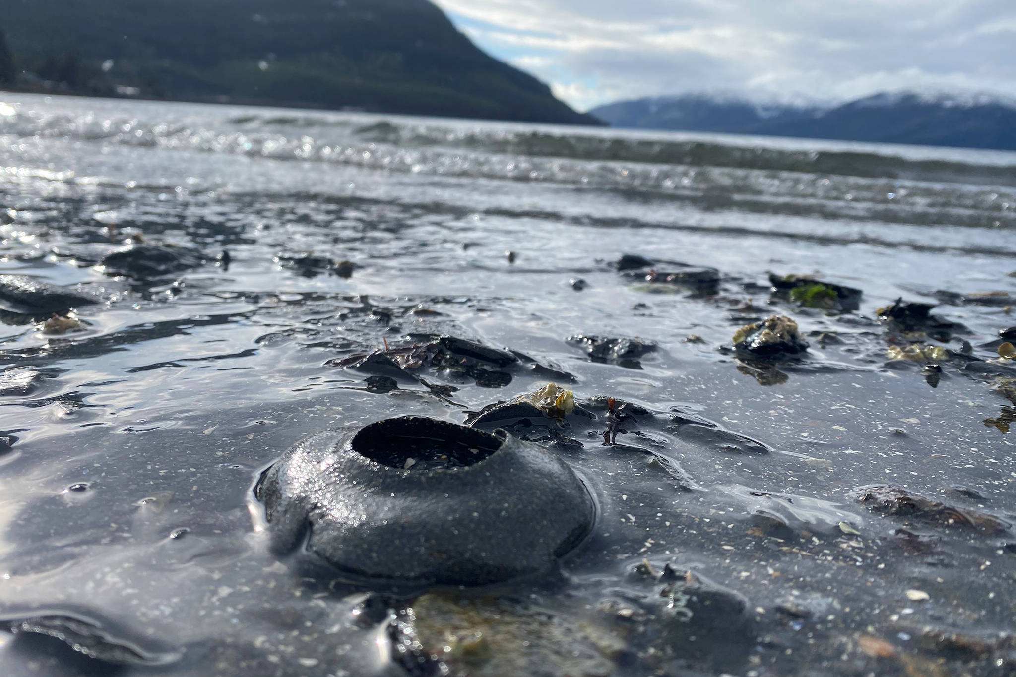 This photo shows a moon snail nest at Institute Beach in Wrangell. (Vivian Faith Prescott / For the Capital City Weekly)