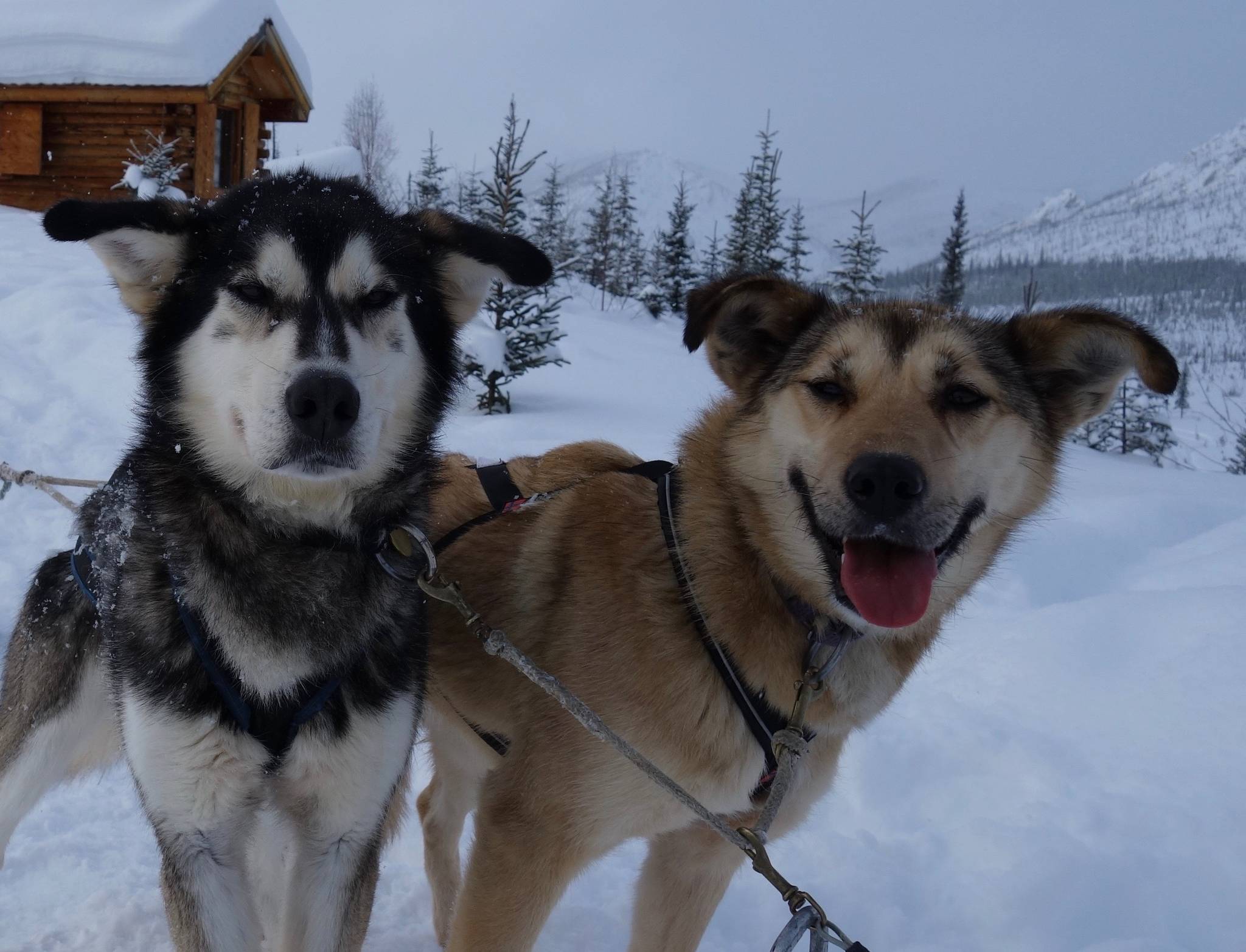 Sled dogs — these two from the team of Cassidy Meyer — seem to only need snow trails and food to keep moving. (Courtesy Photo / Ned Rozell)