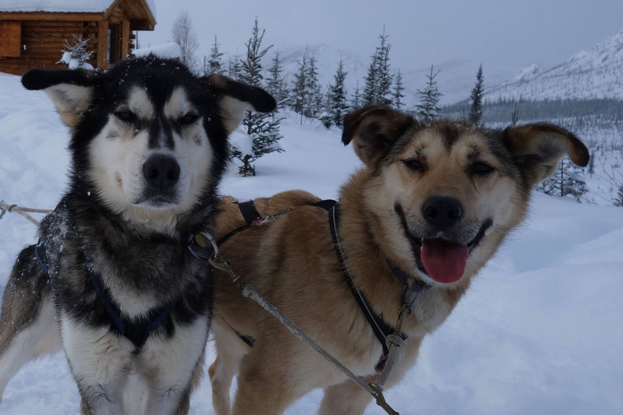 Sled dogs — these two from the team of Cassidy Meyer — seem to only need snow trails and food to keep moving. (Courtesy Photo / Ned Rozell)